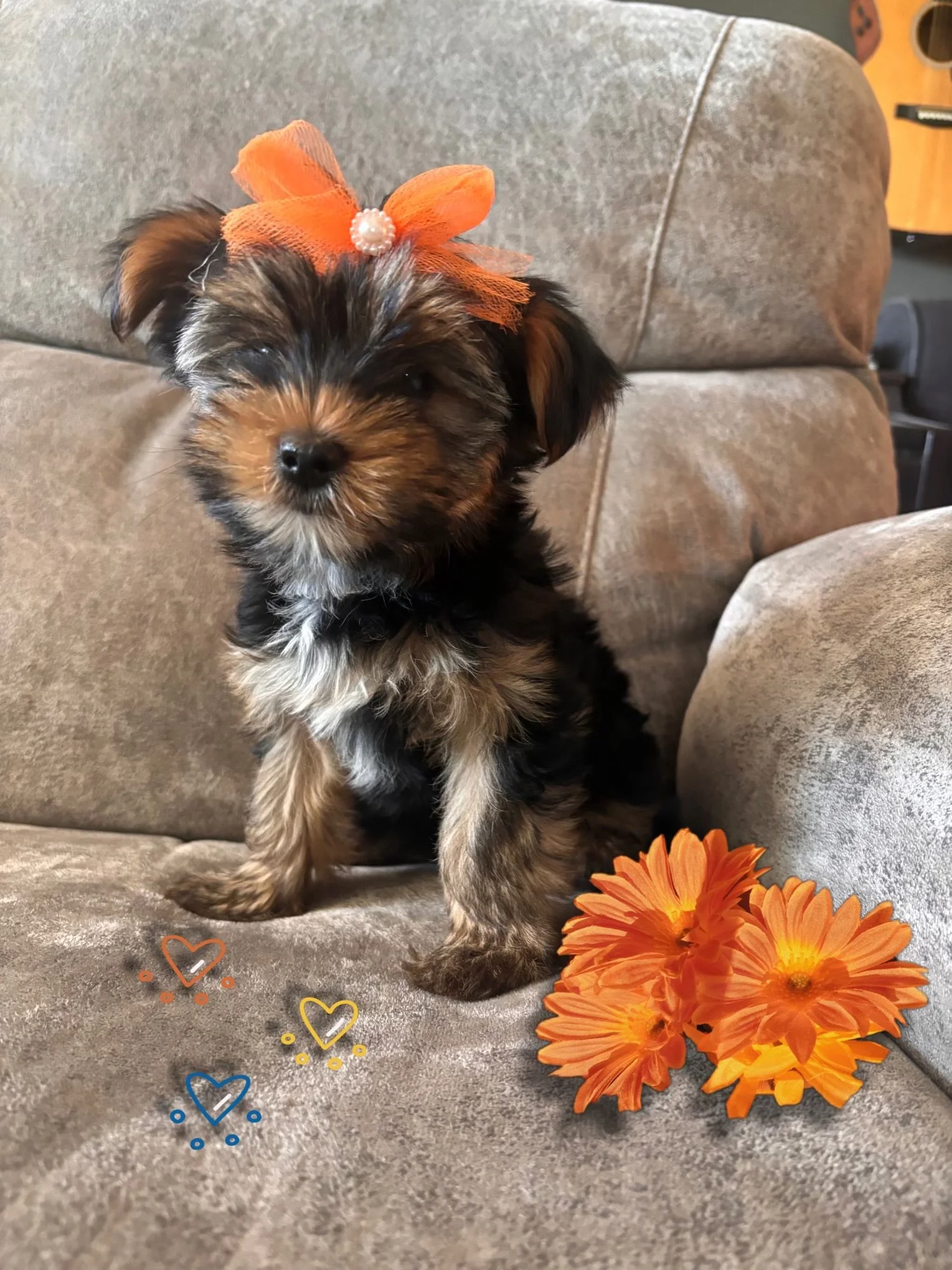 Raina-Female (Born April 2, 2026)