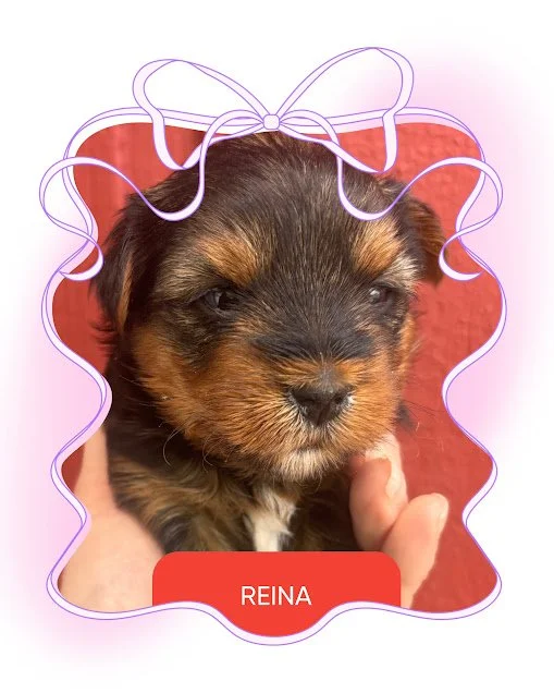 Reina.jpg