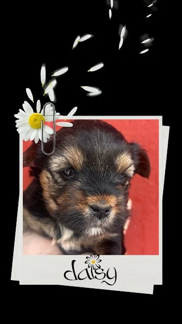 Daisy.jpg