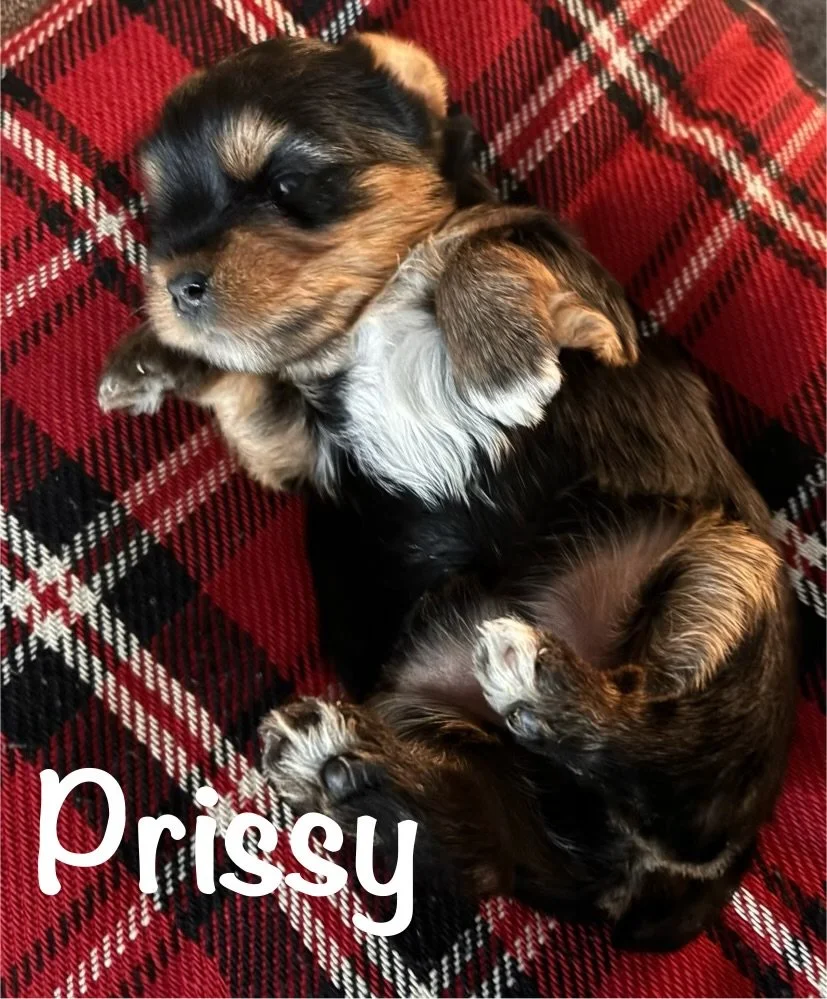 Prissy-Haven.jpg