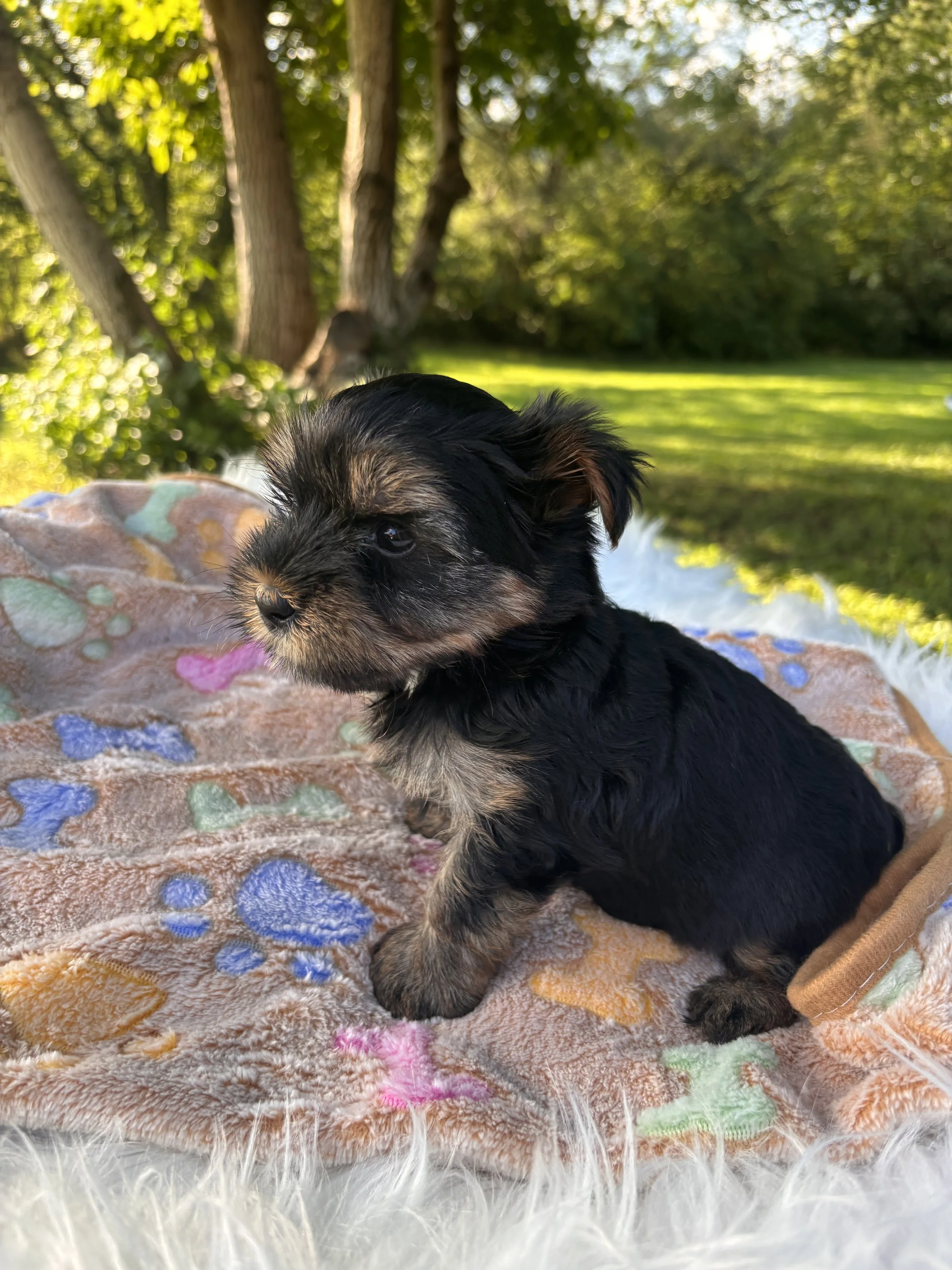 Alex-Male (Born July 7, 2026)