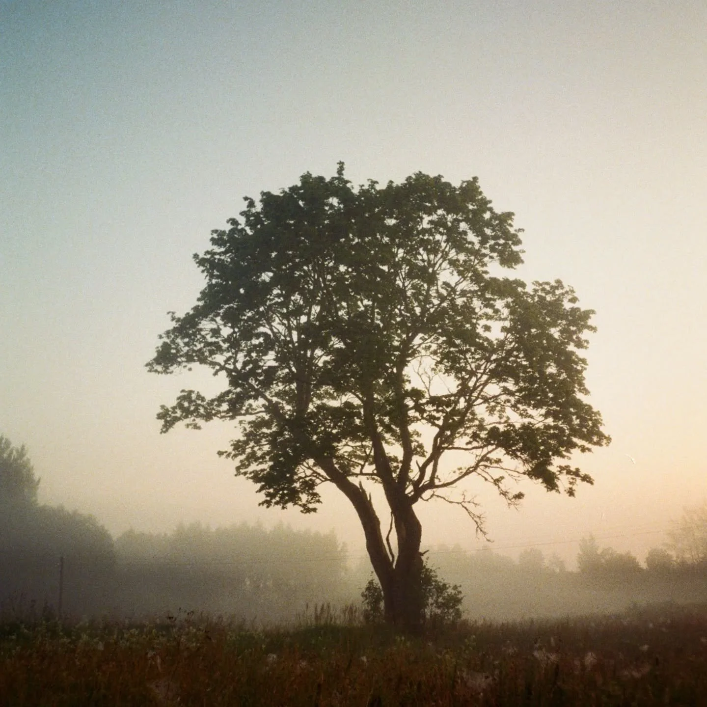 Kažkada tarp sausio ir vasario nune&scaron;u vasaros foto juostelę ry&scaron;kinimui. Jau turbūt galima tai tradicija vadinti. &Scaron;iemet labai didelis kontrastas pasijautė - tarp tada ir dabar, kai taip balta ir &scaron;alta. O kartu ir labai ger