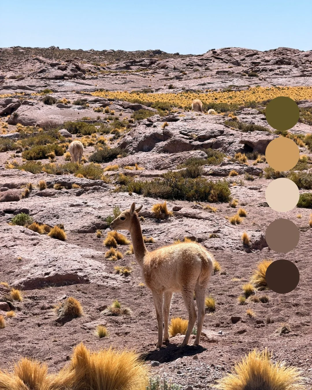 Thinking back to our trip to the Atacama desert in Chile and feeling inspired by how much the natural world has to teach us. The muted desert tones, bright pops of color, and all the textures of soft sand, rugged rocks, crispy bushes, even the llamas