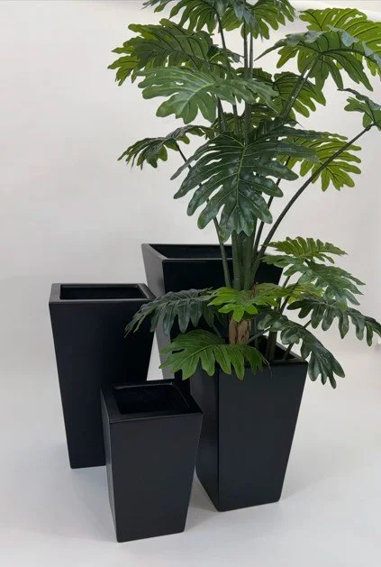 Carter (NG) @ monstera gde.jpg
