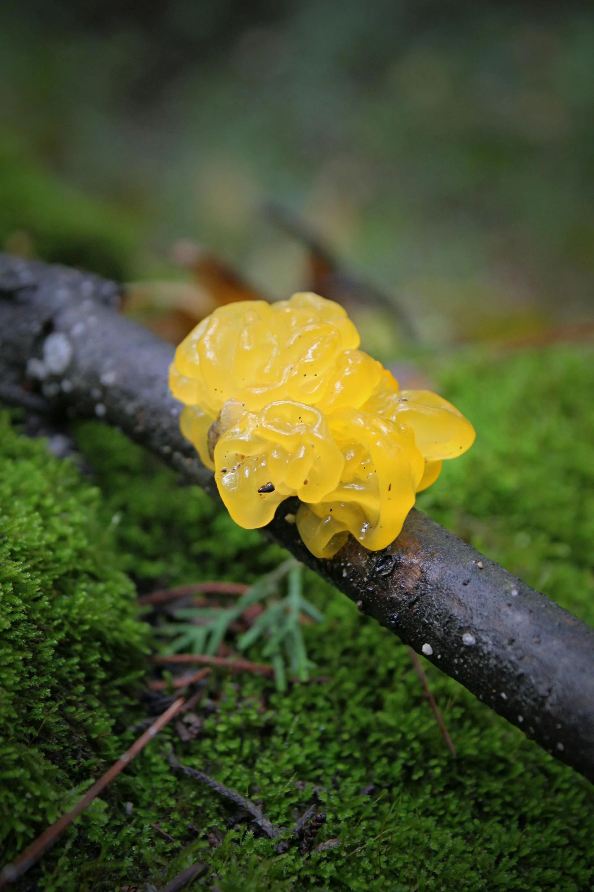 Tremella Mushroom (Snow Mushroom Extract): Nature’s Hydrator for Smooth, Dewy Skin