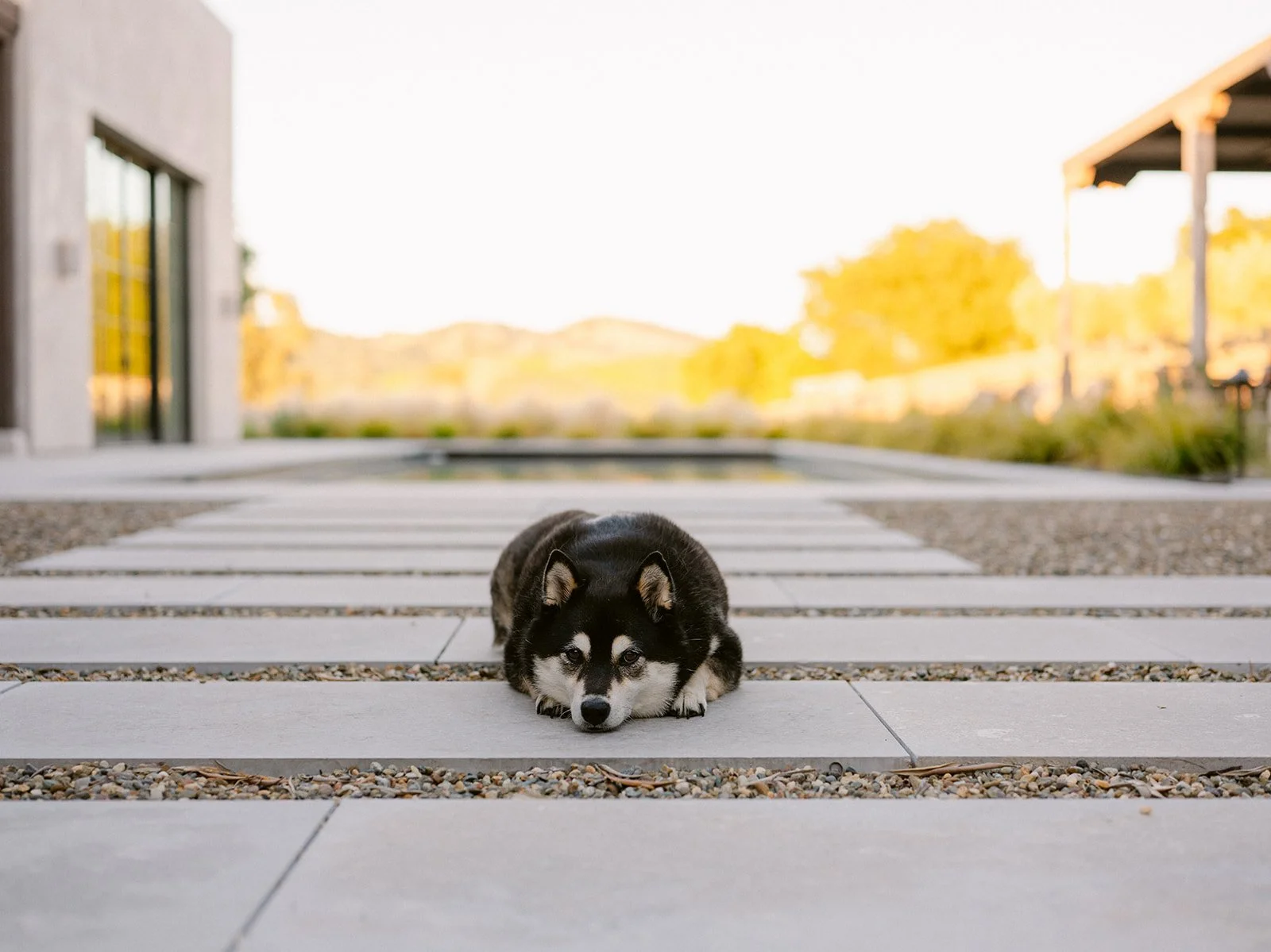 Sheba and sunset.jpg