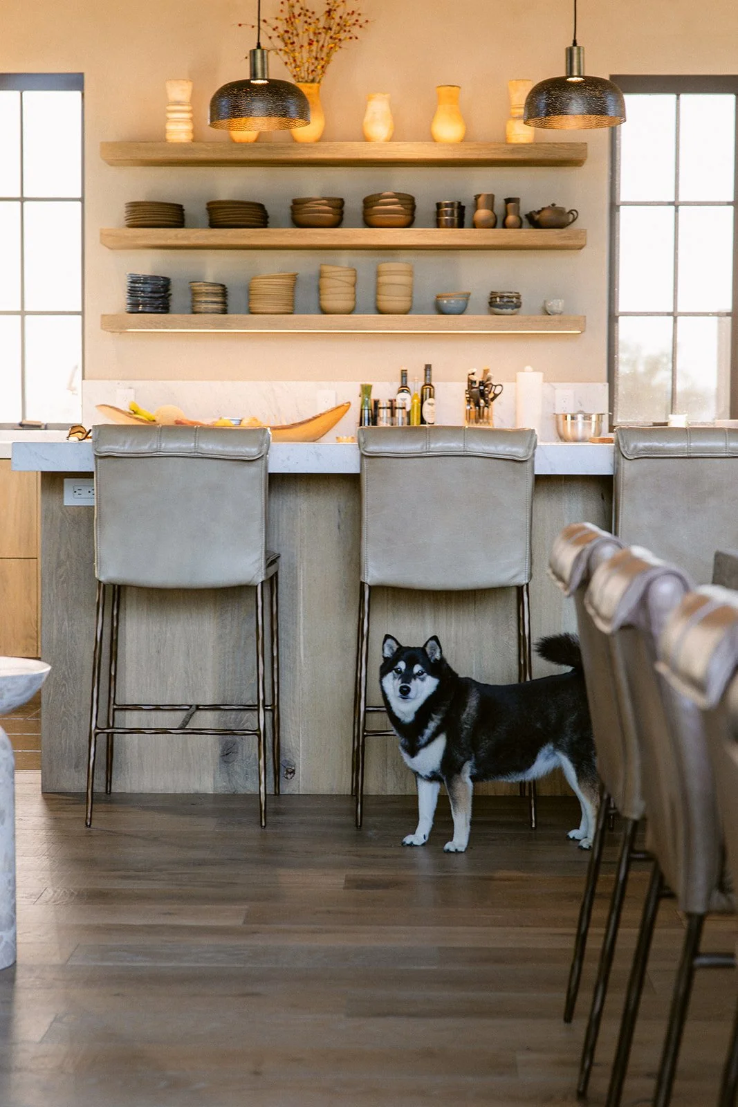 Sheba in kitchen.jpg