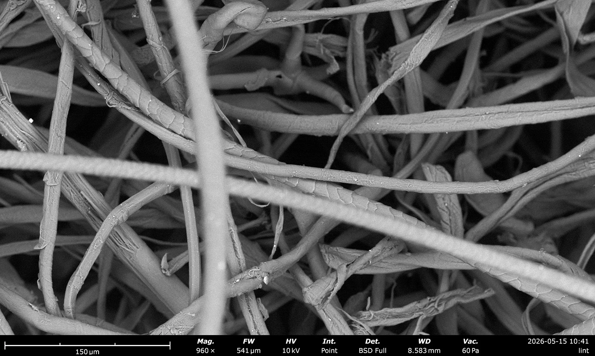 Exploring A Single Belly Button Lint (BBL) With A Scanning Electron Microscope (SEM) At RISD’s Nature Lab (The beginning of a new Project)