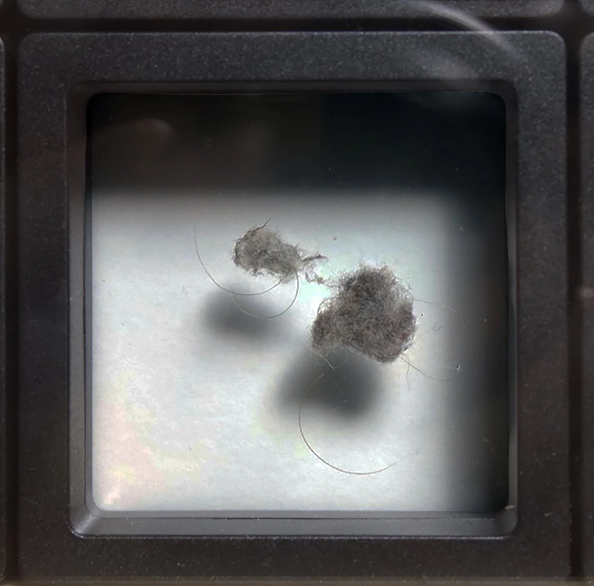 Salstrom Objects: After Messier and his Objects (2025) [DETAIL].
110 collected belly button lints displayed in a manner similar to Charles Messier's catalogue of astronomical objects he discovered.