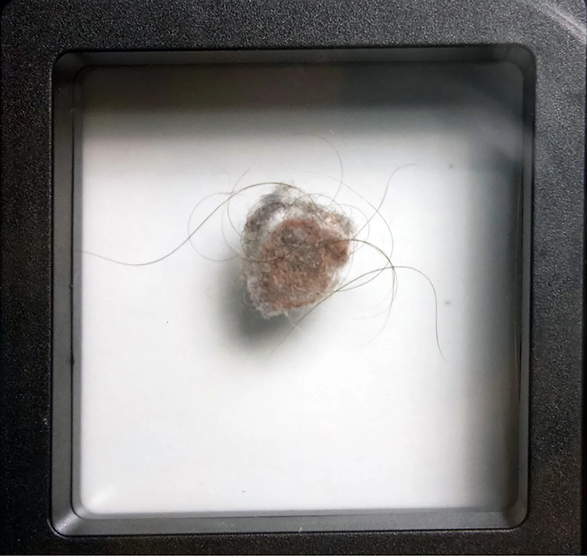 Salstrom Objects: After Messier and his Objects (2025) [DETAIL].
110 collected belly button lints displayed in a manner similar to Charles Messier's catalogue of astronomical objects he discovered.