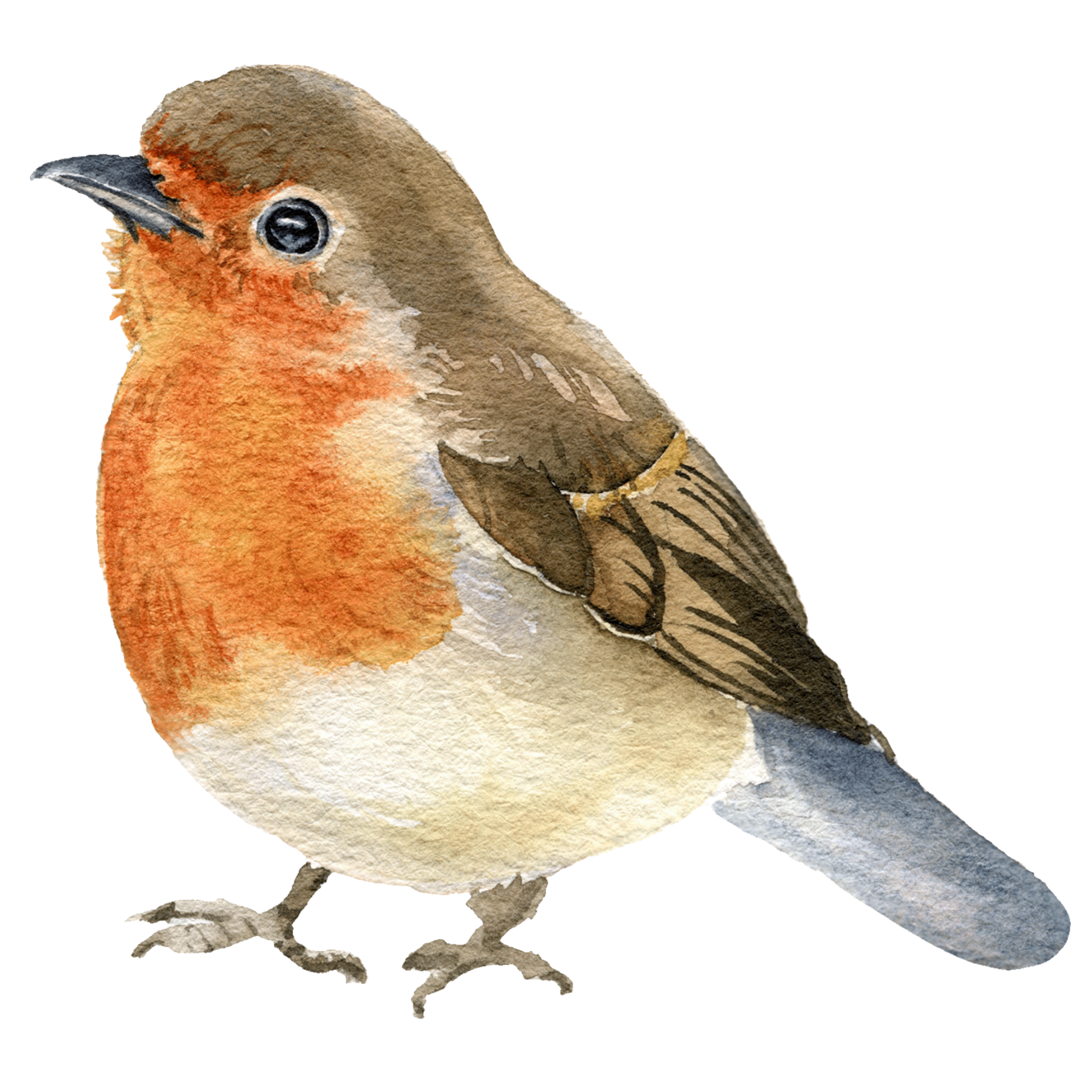 Watercolor illustration of a small bird, possibly a robin, standing on a surface, with a brown head, black eyes, orange breast, and brown wings, depicted in a realistic style.