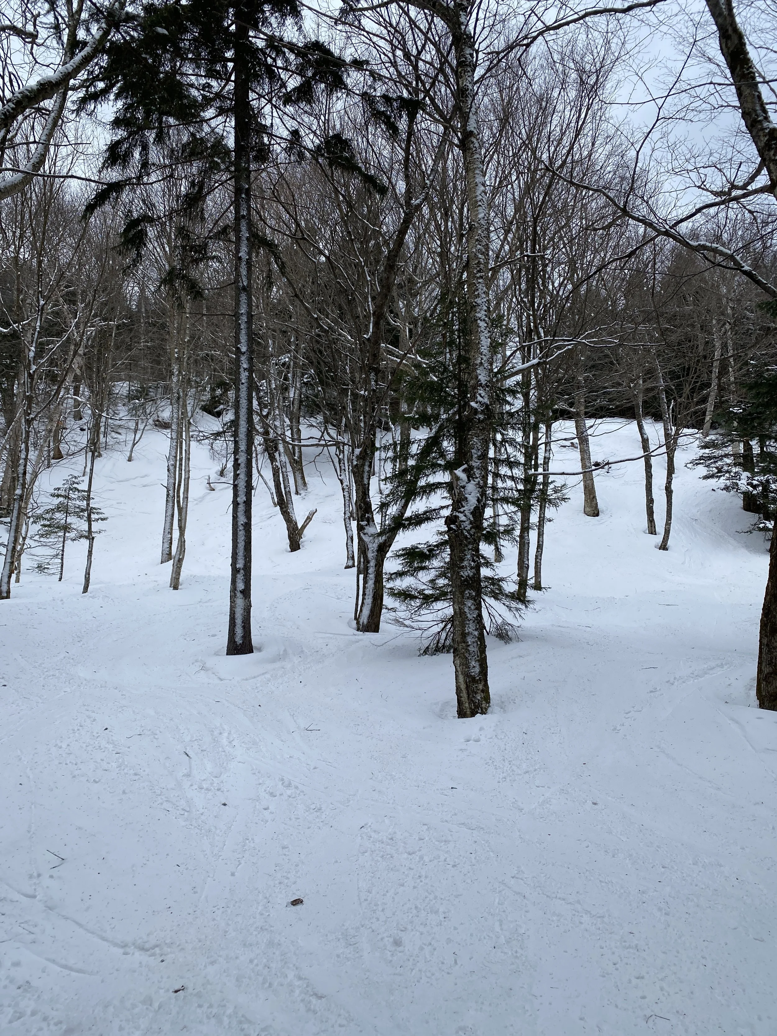 SKIING BUMPS AND TREES AT SMUGGLER’S NOTCH  