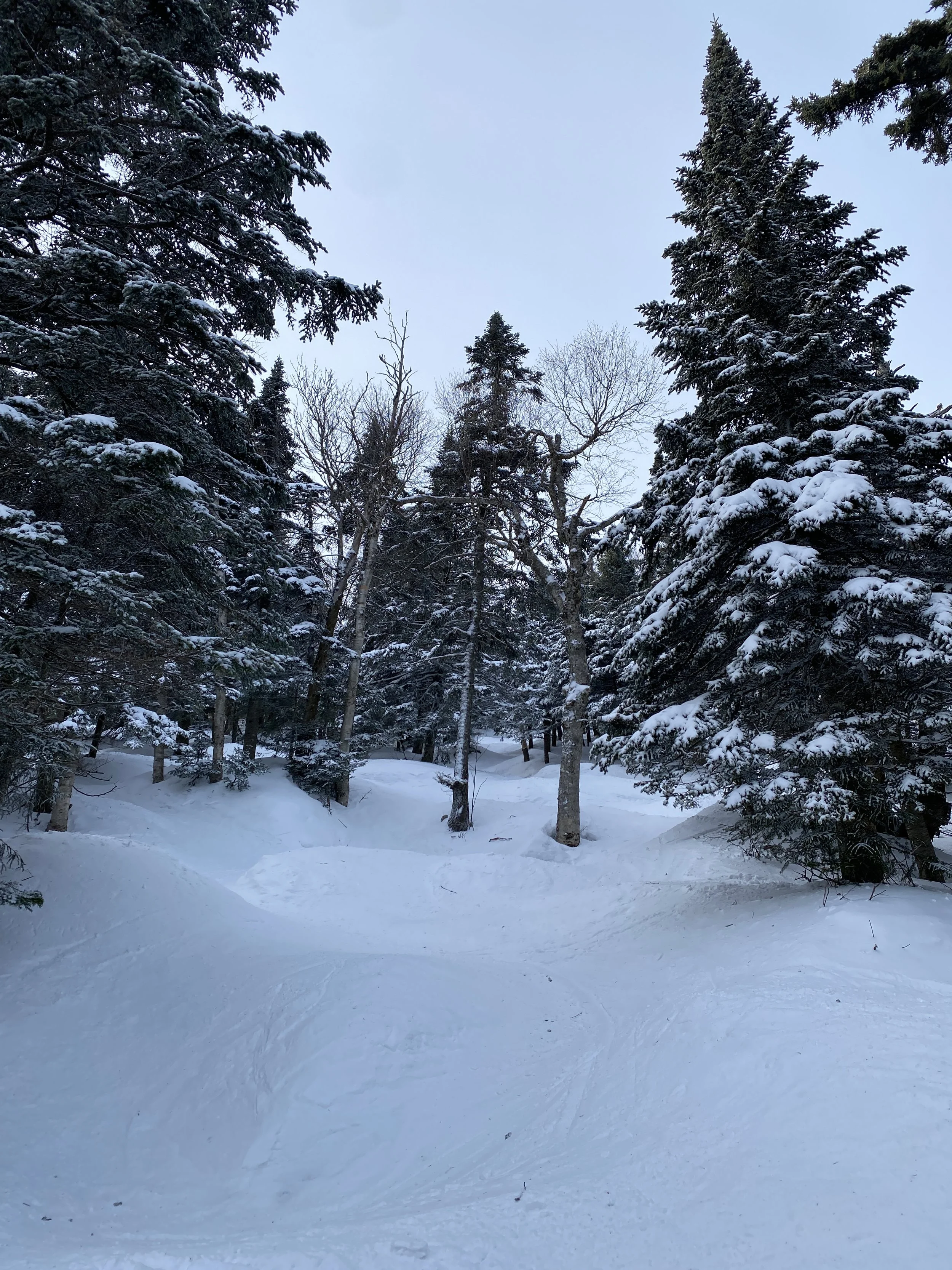 A DAY IN THE TREES AT JAY PEAK