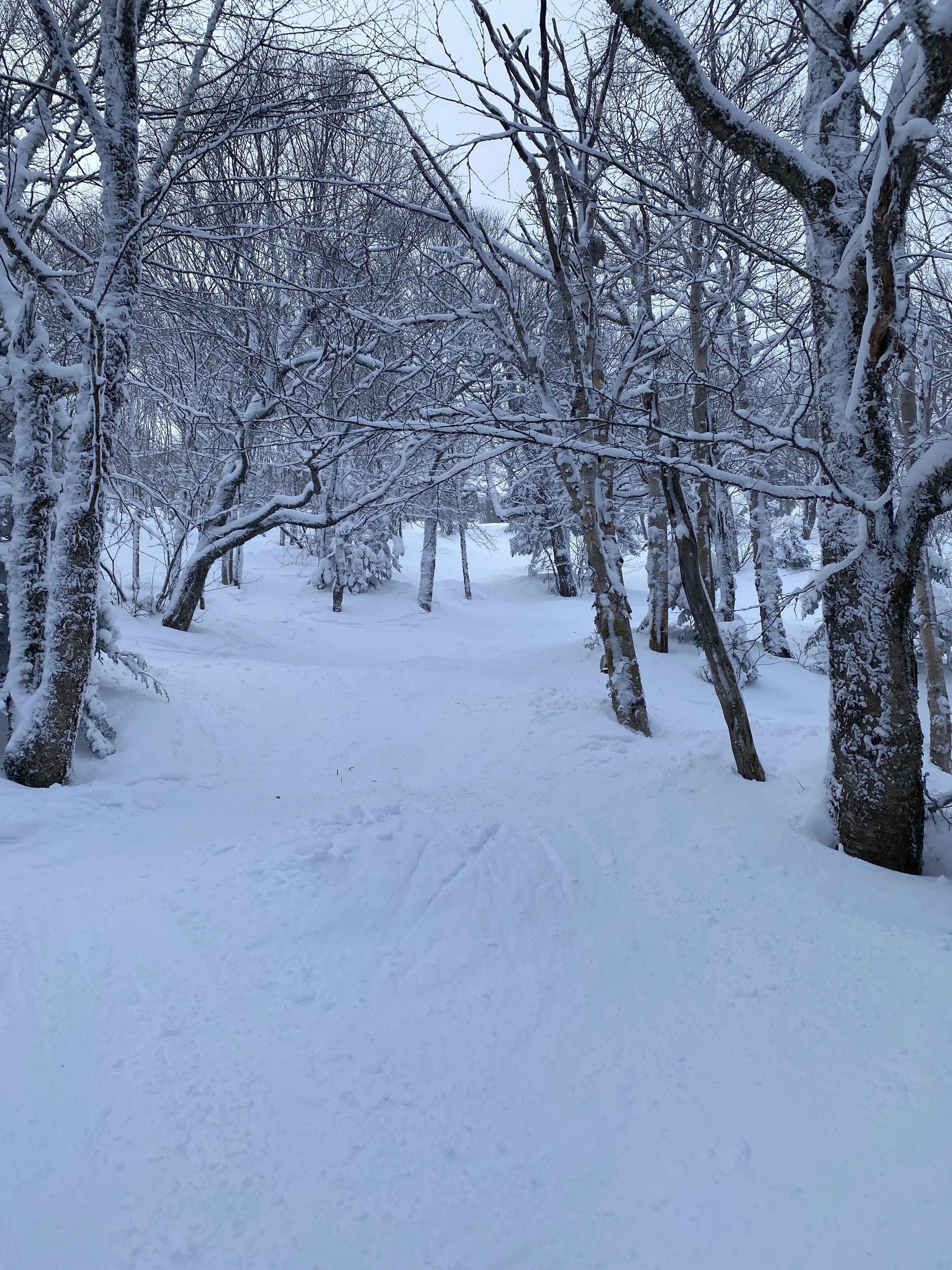  A COLD DAY IN THE TREES AT JAY PEAK 