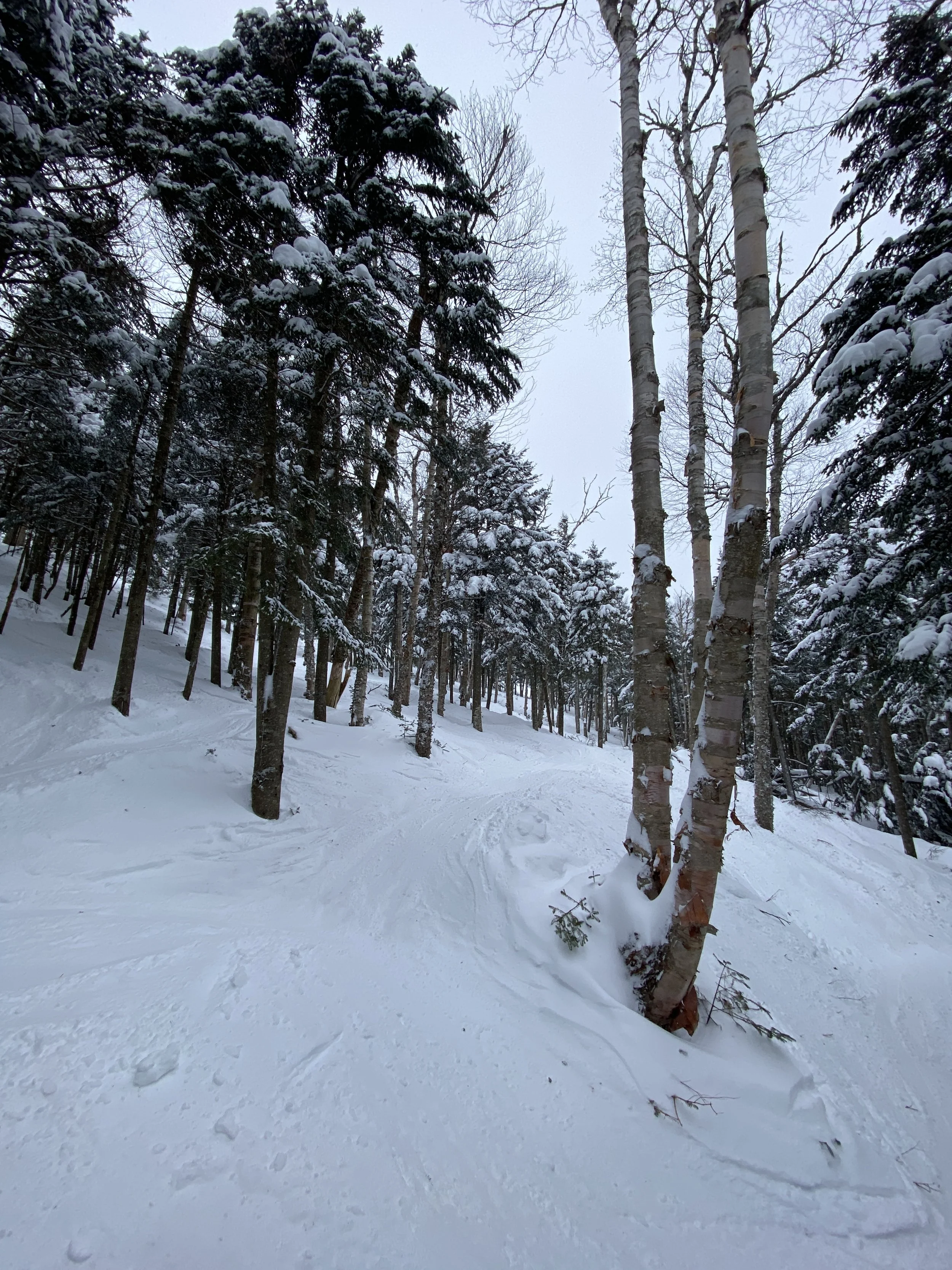SKIING THROUGH THE TREES AT WHITEFACE