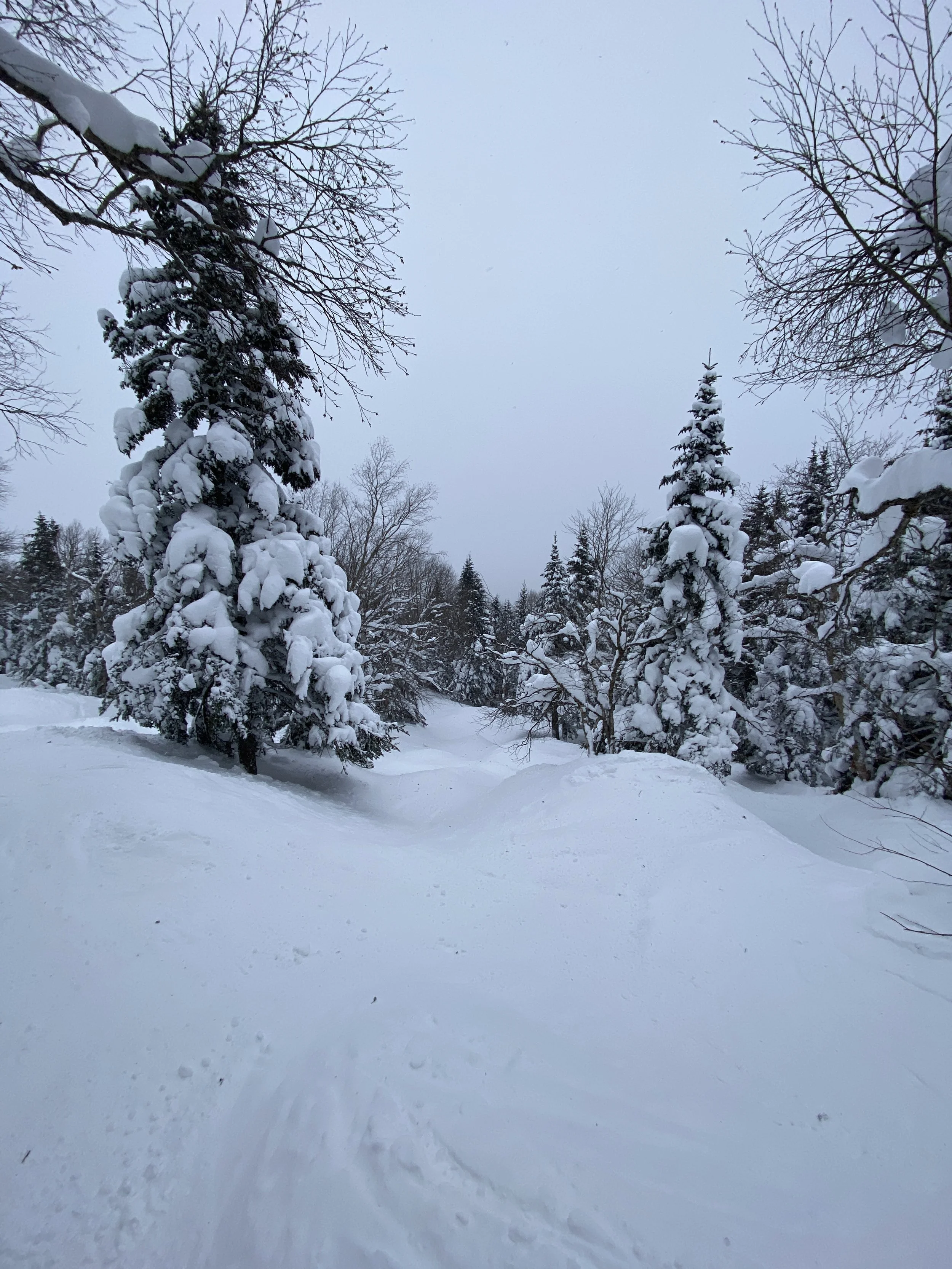 COLD DAY SKIING GLADES IN VERMONT