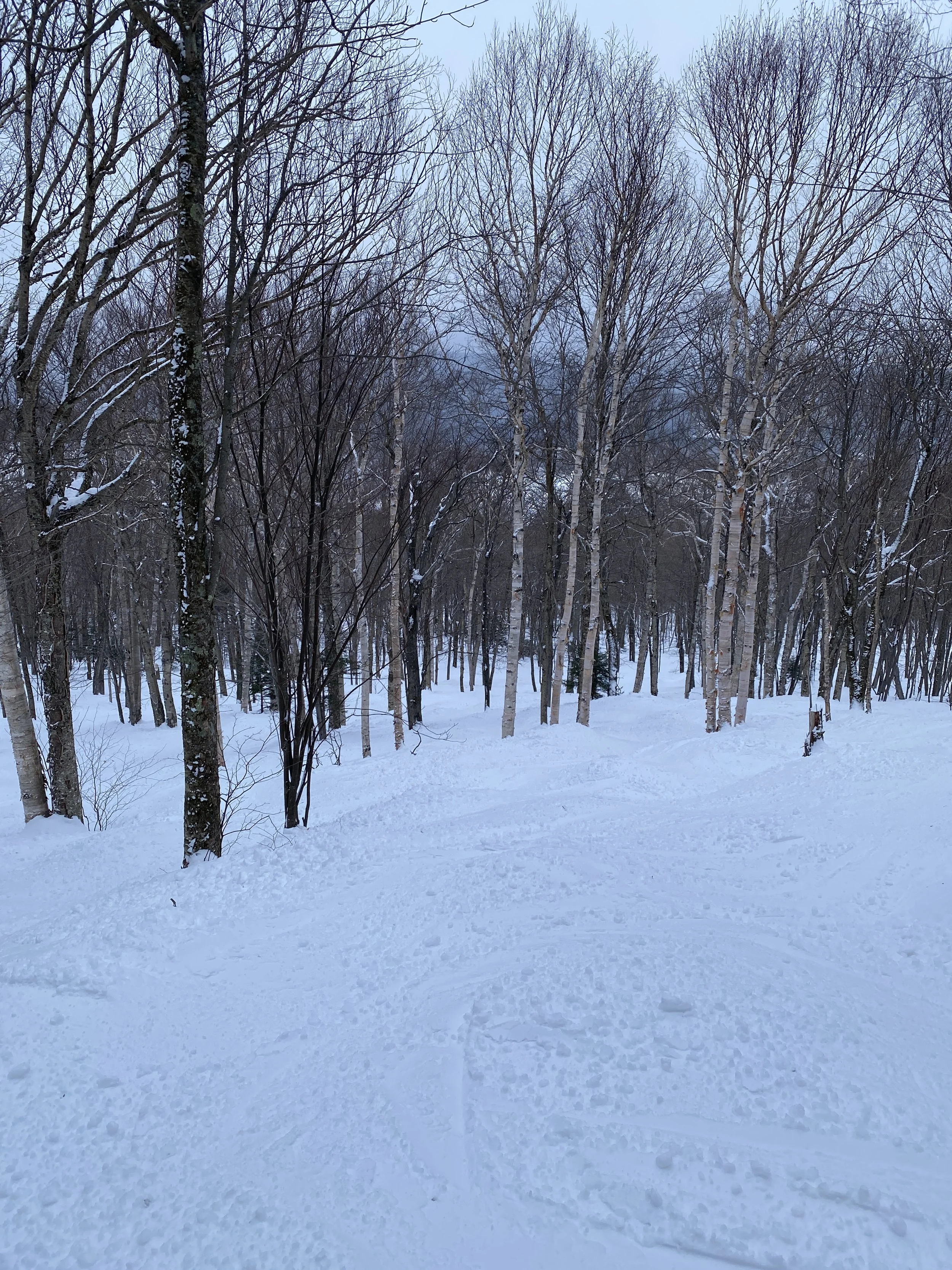 AN AFTERNOON SKIING THE GLADES AT JAY PEAK