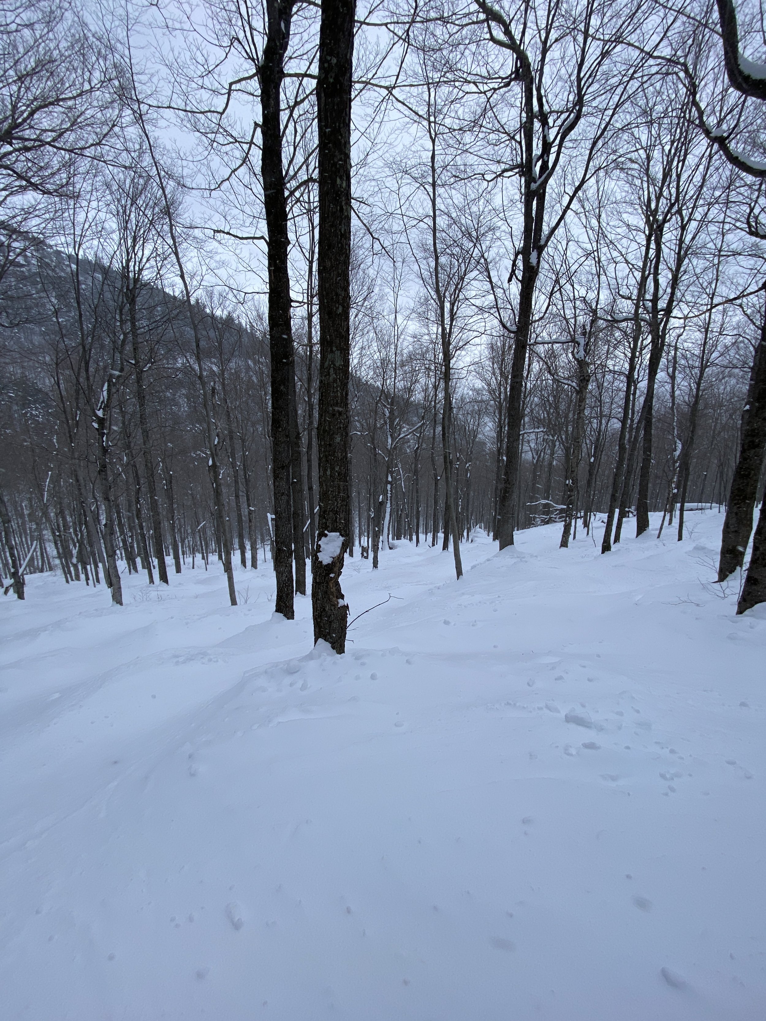 SKIING TREES AT WHITEFACE