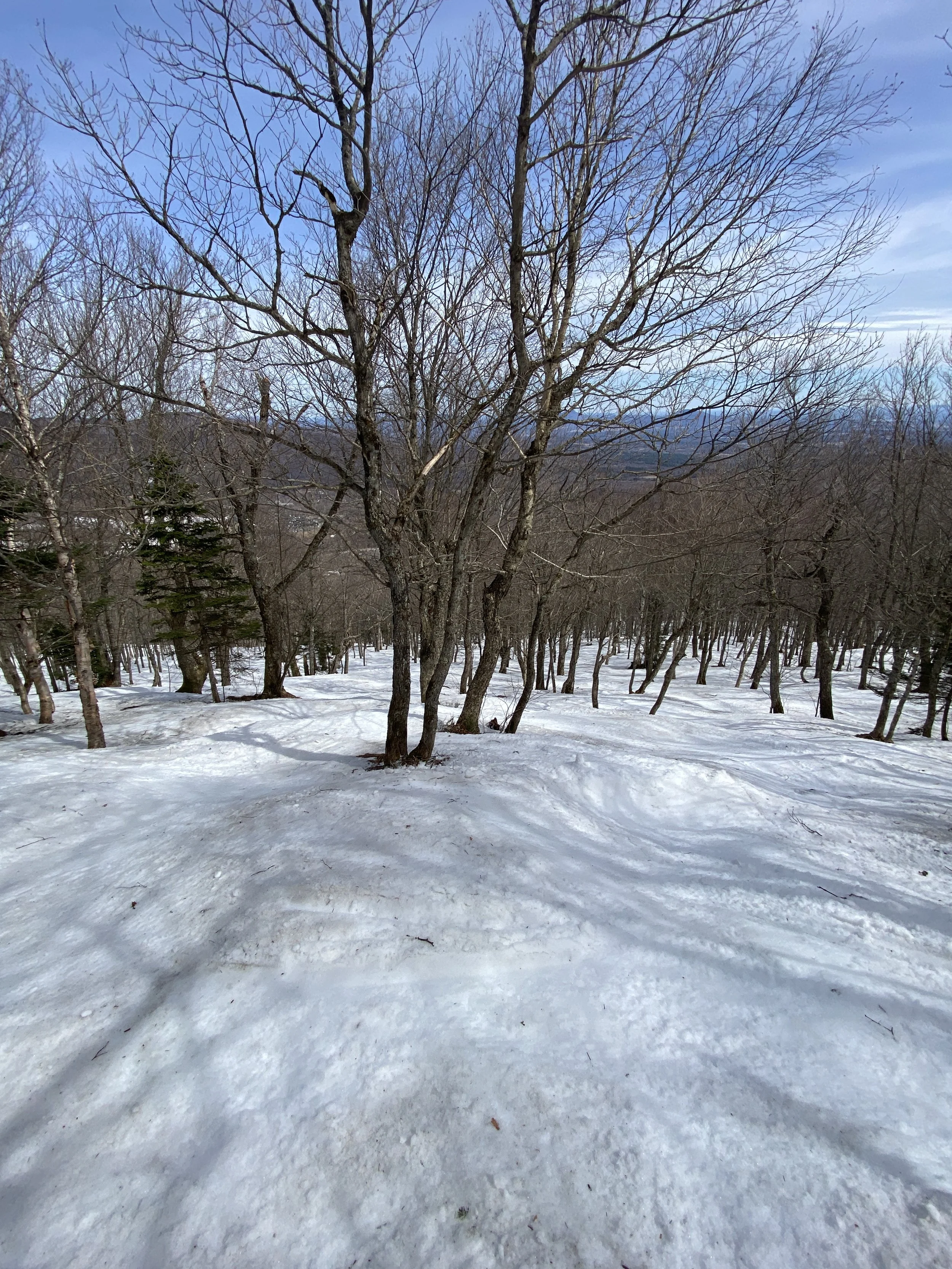 SKIING TREES IN VERMONT IN MID-APRIL