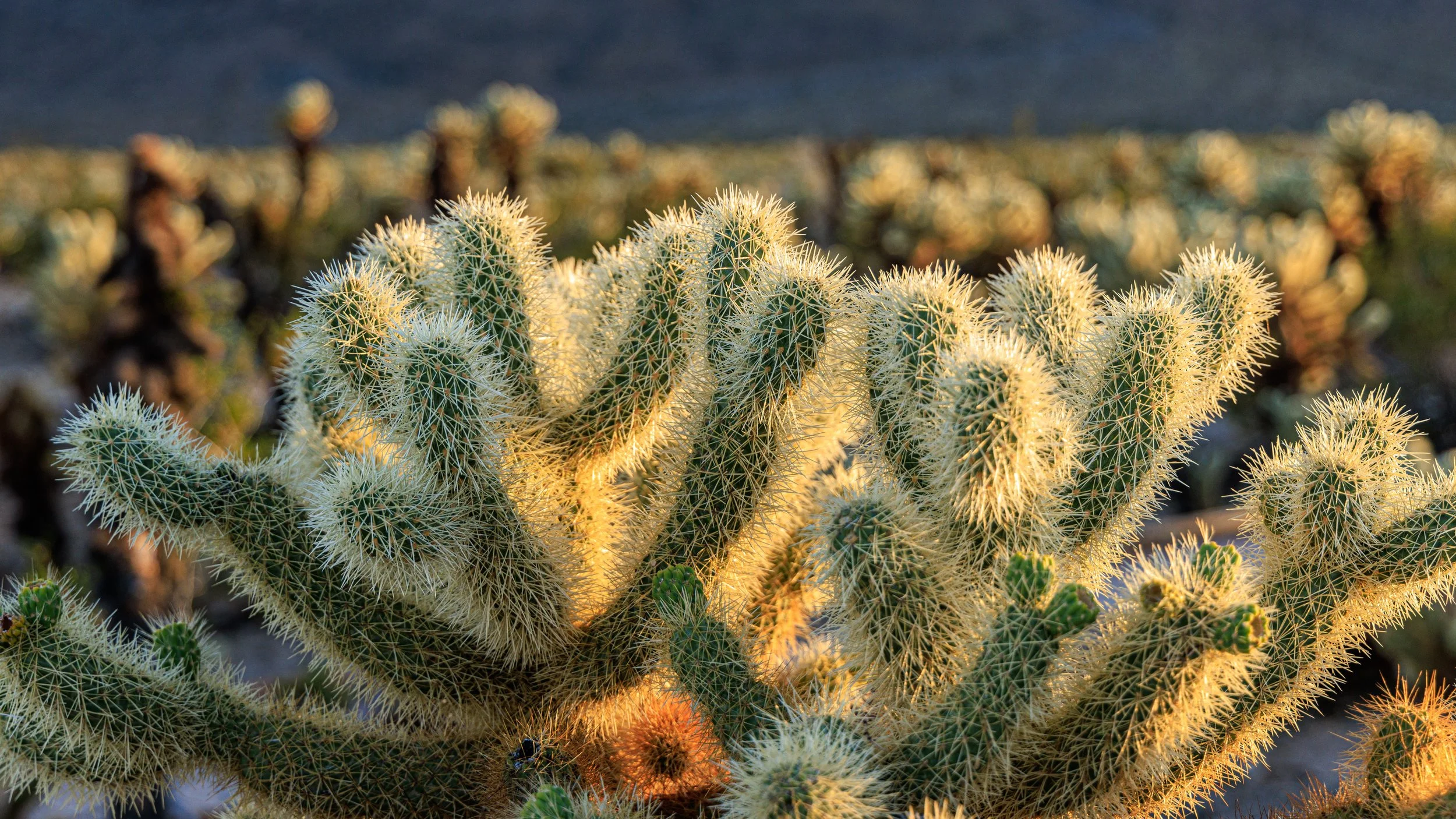 SanDiego_20240304-Joshua_Tree_2024_03_04_157.jpg