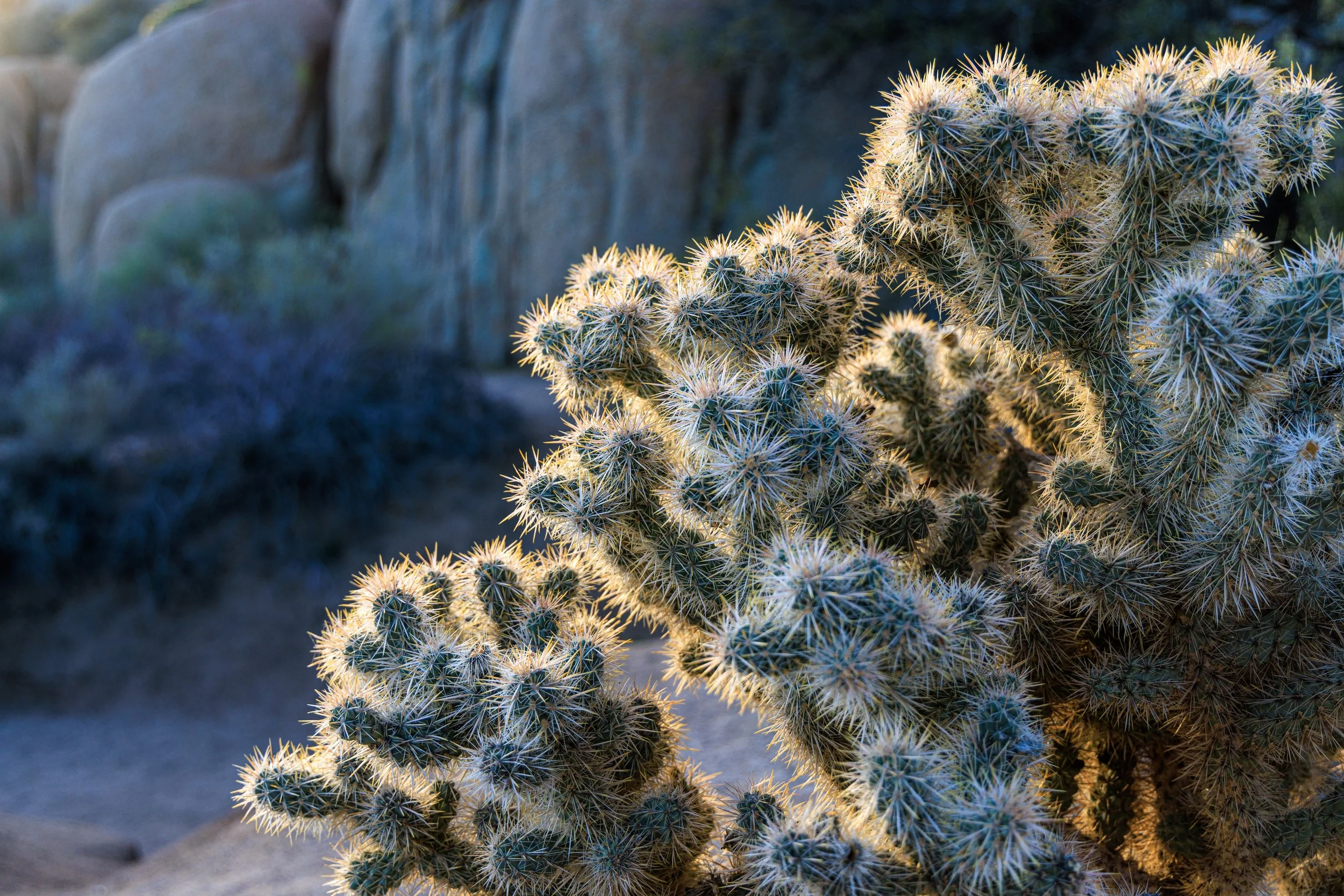 Joshua_Tree_20240305-Joshua_Tree_2024_03_05_275.jpg