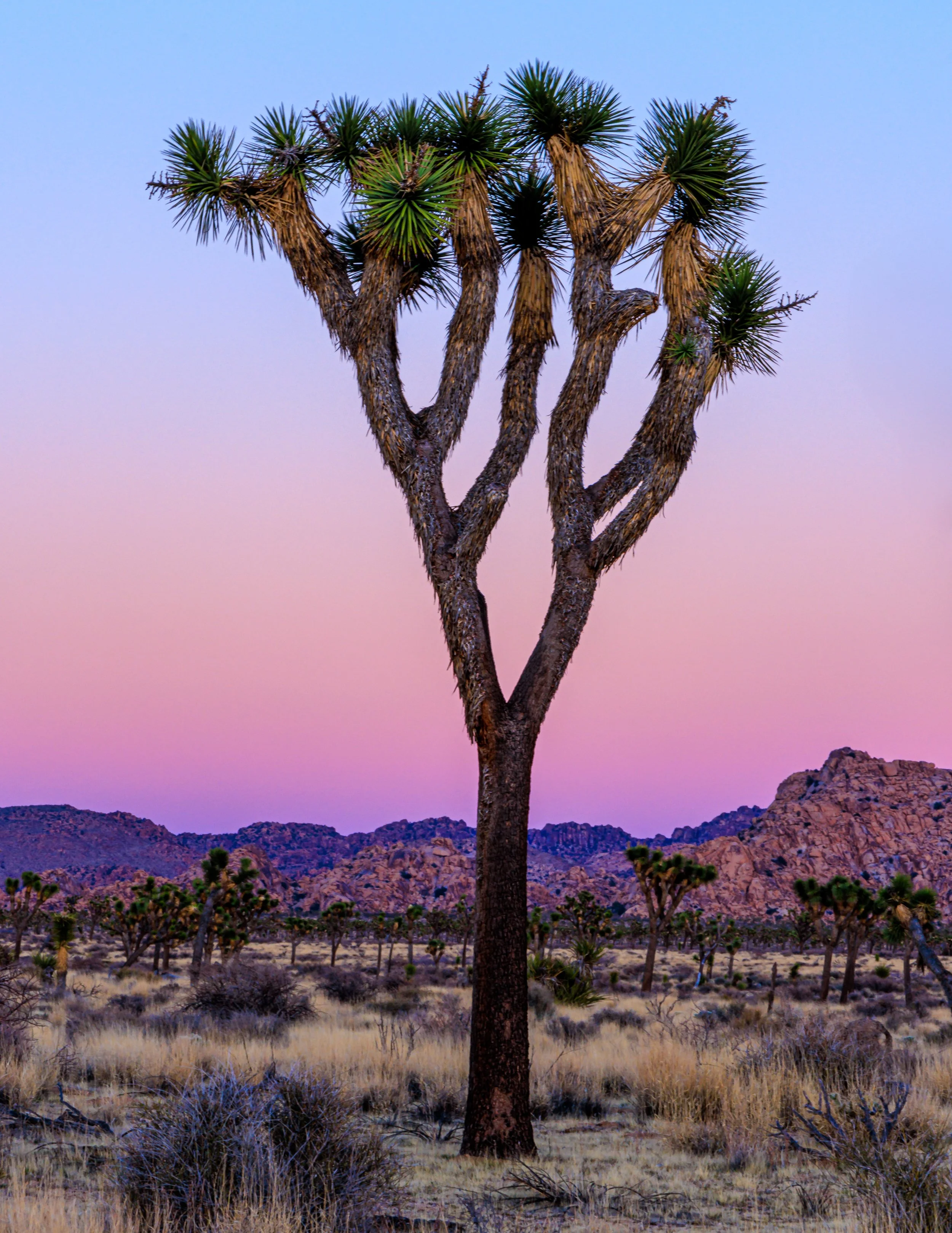 joshua_tree_20240305-_90A9082-Edit.jpg