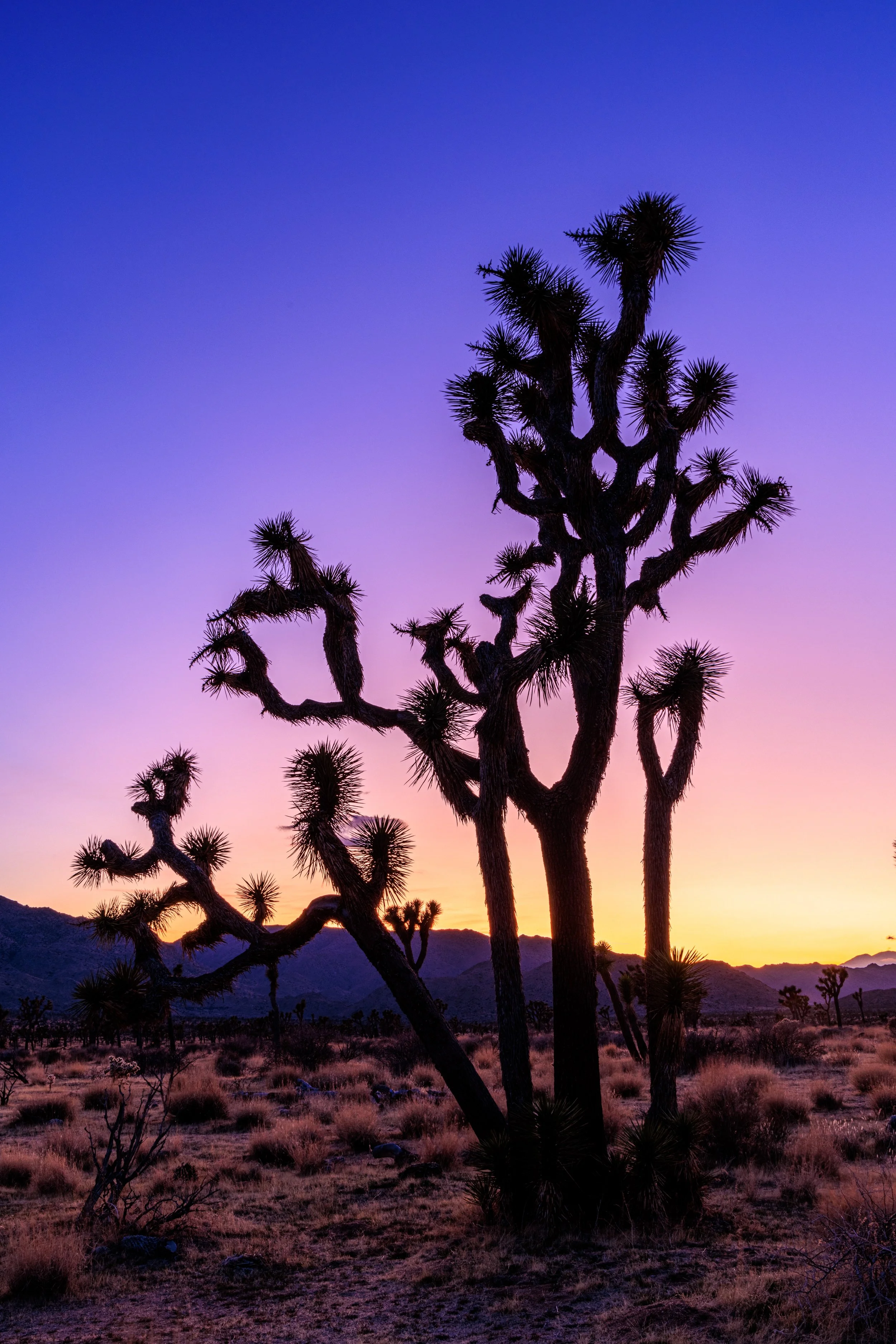 joshua_tree_20240305-_90A9112-HDR.jpg