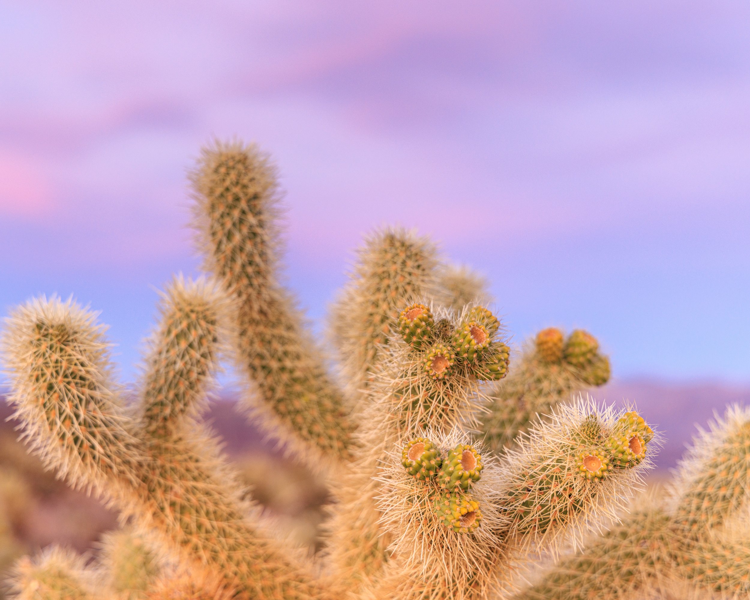 SanDiego_20240304-Joshua_Tree_2024_03_04_187.jpg