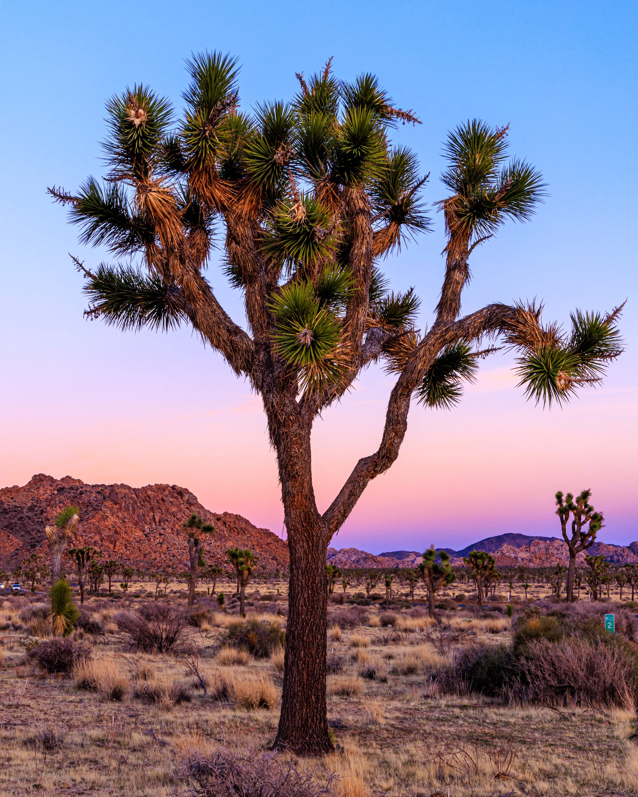 joshua_tree_20240305-_90A9080.jpg