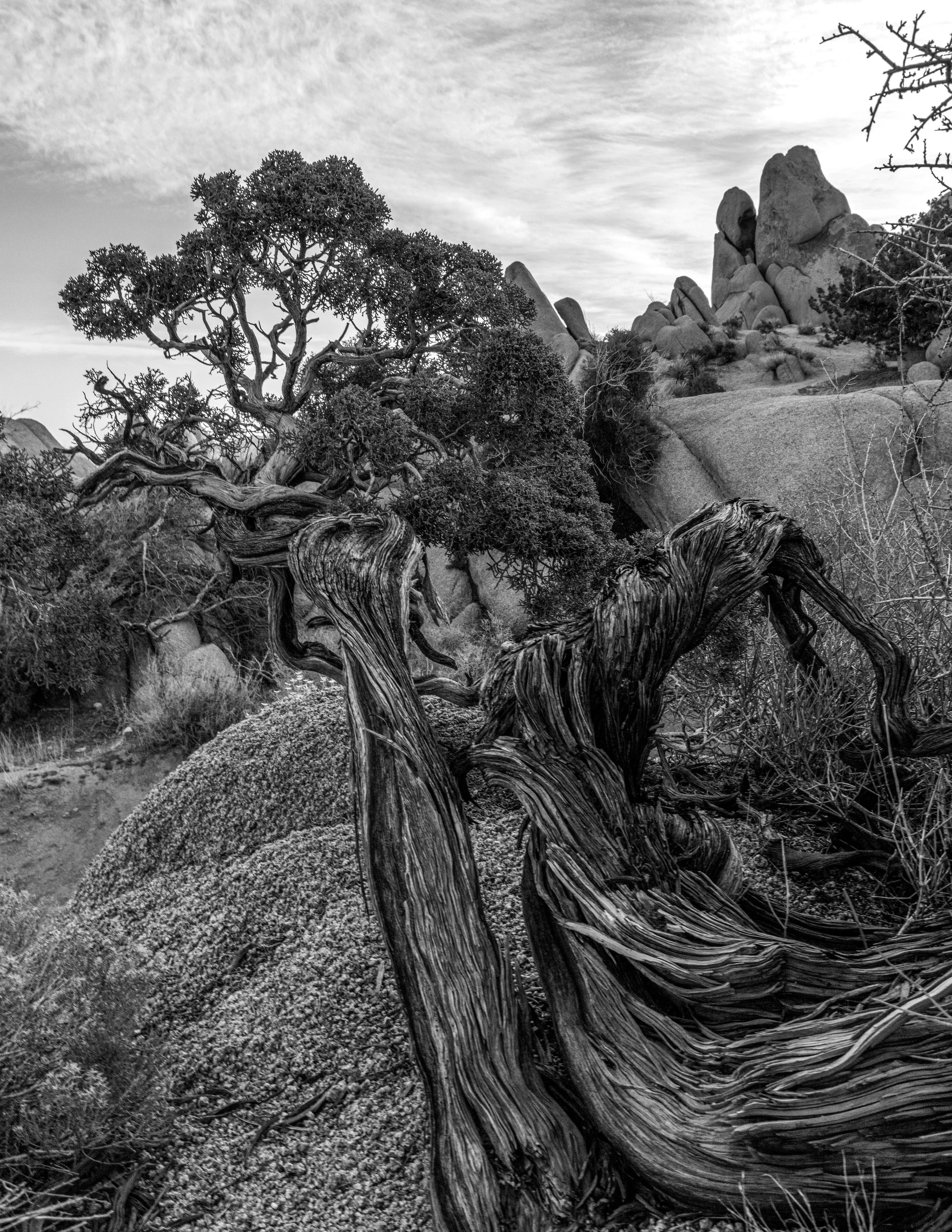 Joshua_Tree_20240305-Joshua_Tree_2024_03_05_262-HDR-Edit.jpg