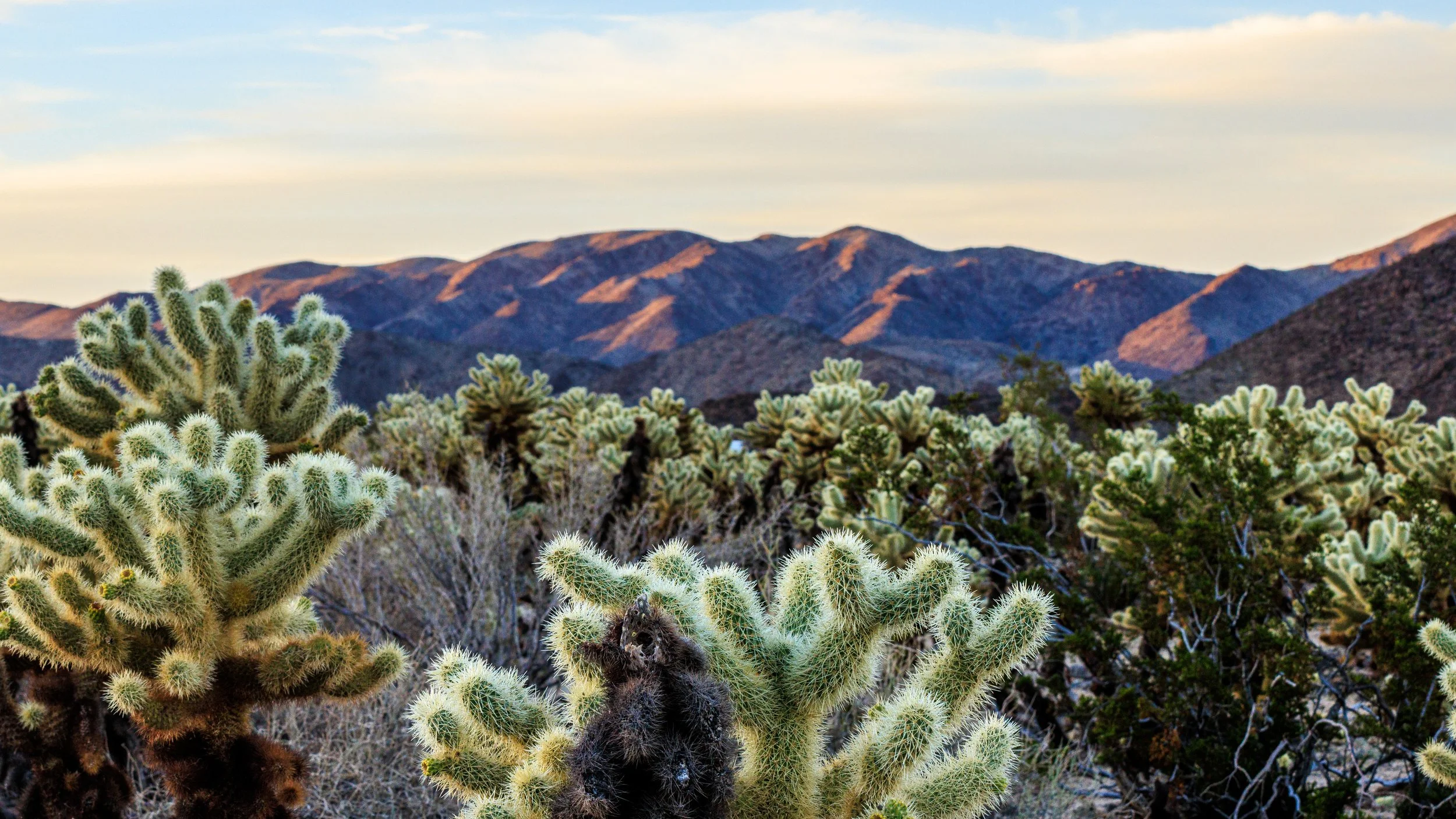 SanDiego_20240304-Joshua_Tree_2024_03_04_167.jpg