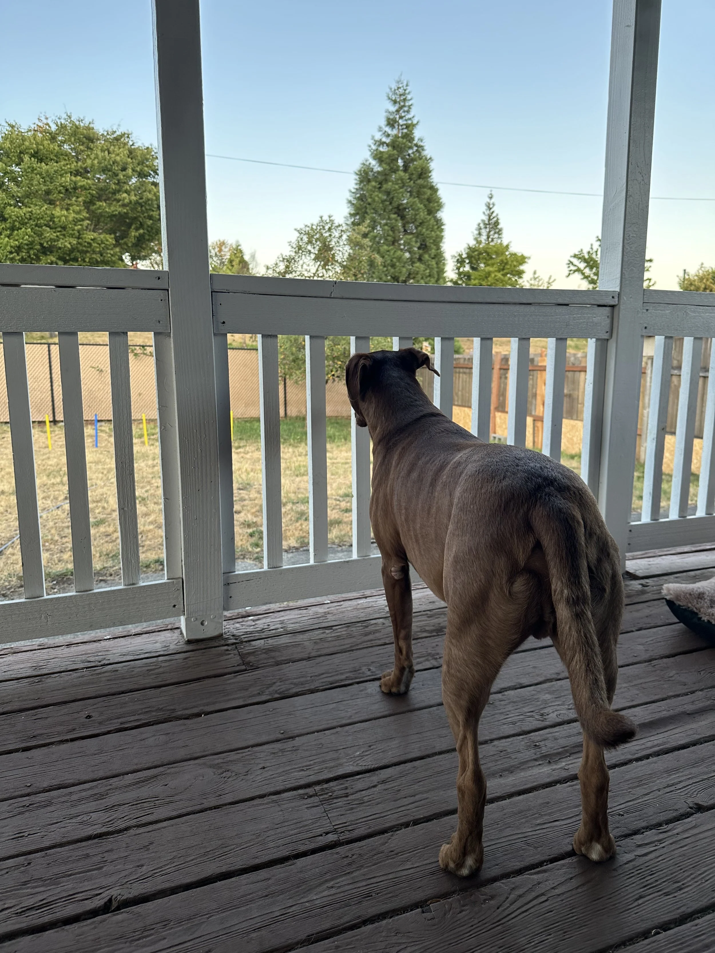 Doggy Paradise - TLDR