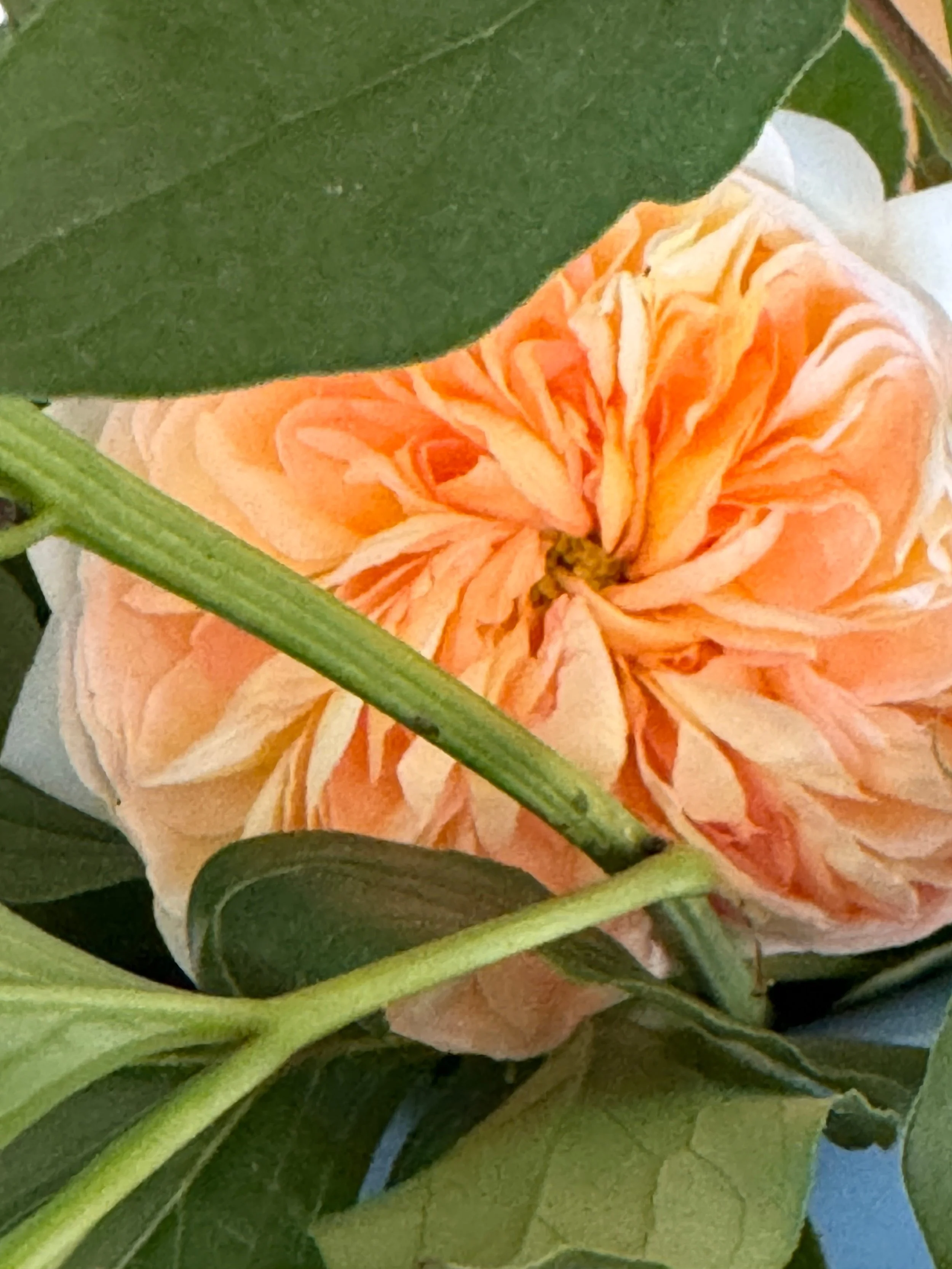 orange flower.jpeg