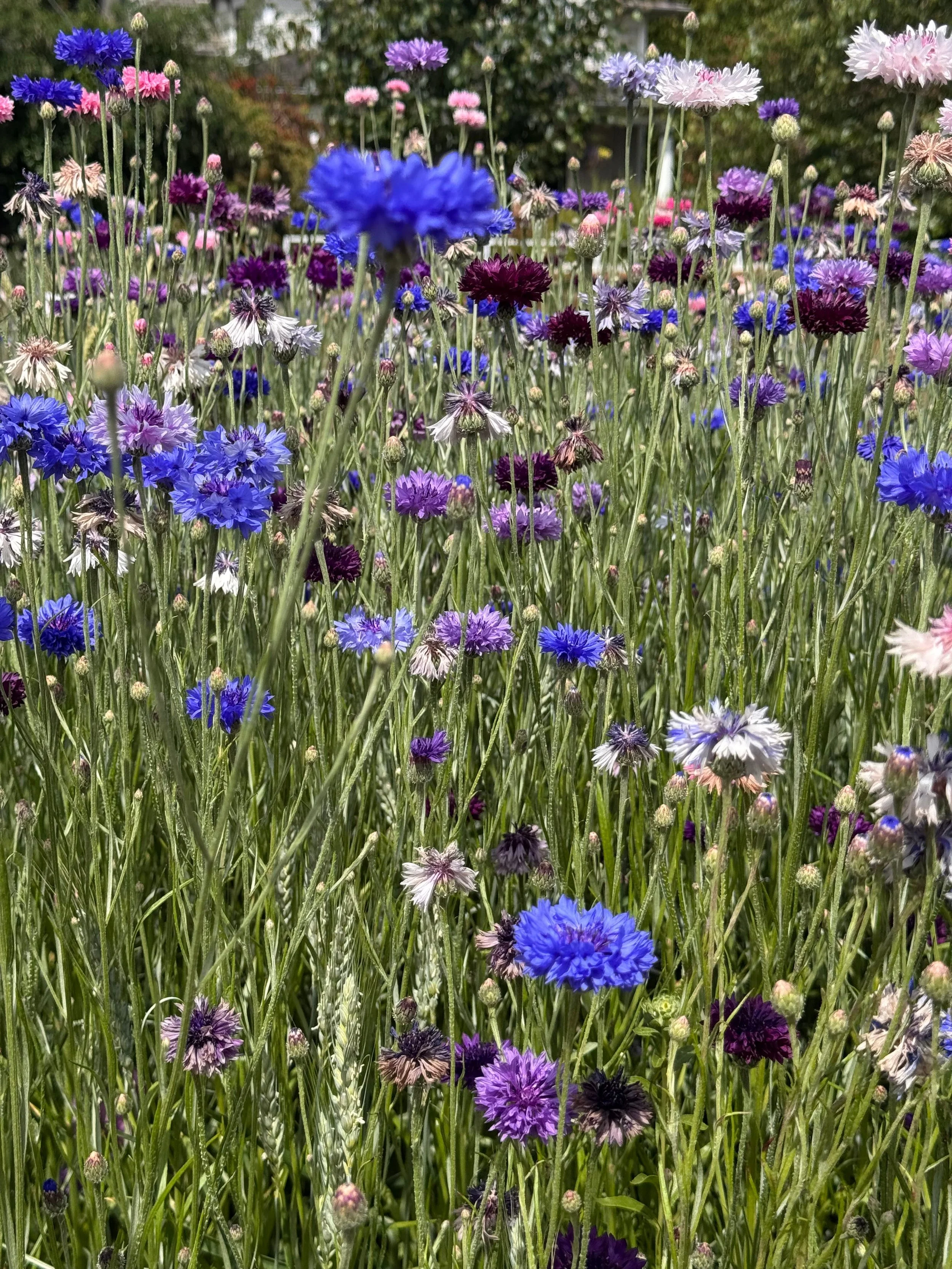 blue flowers.jpeg