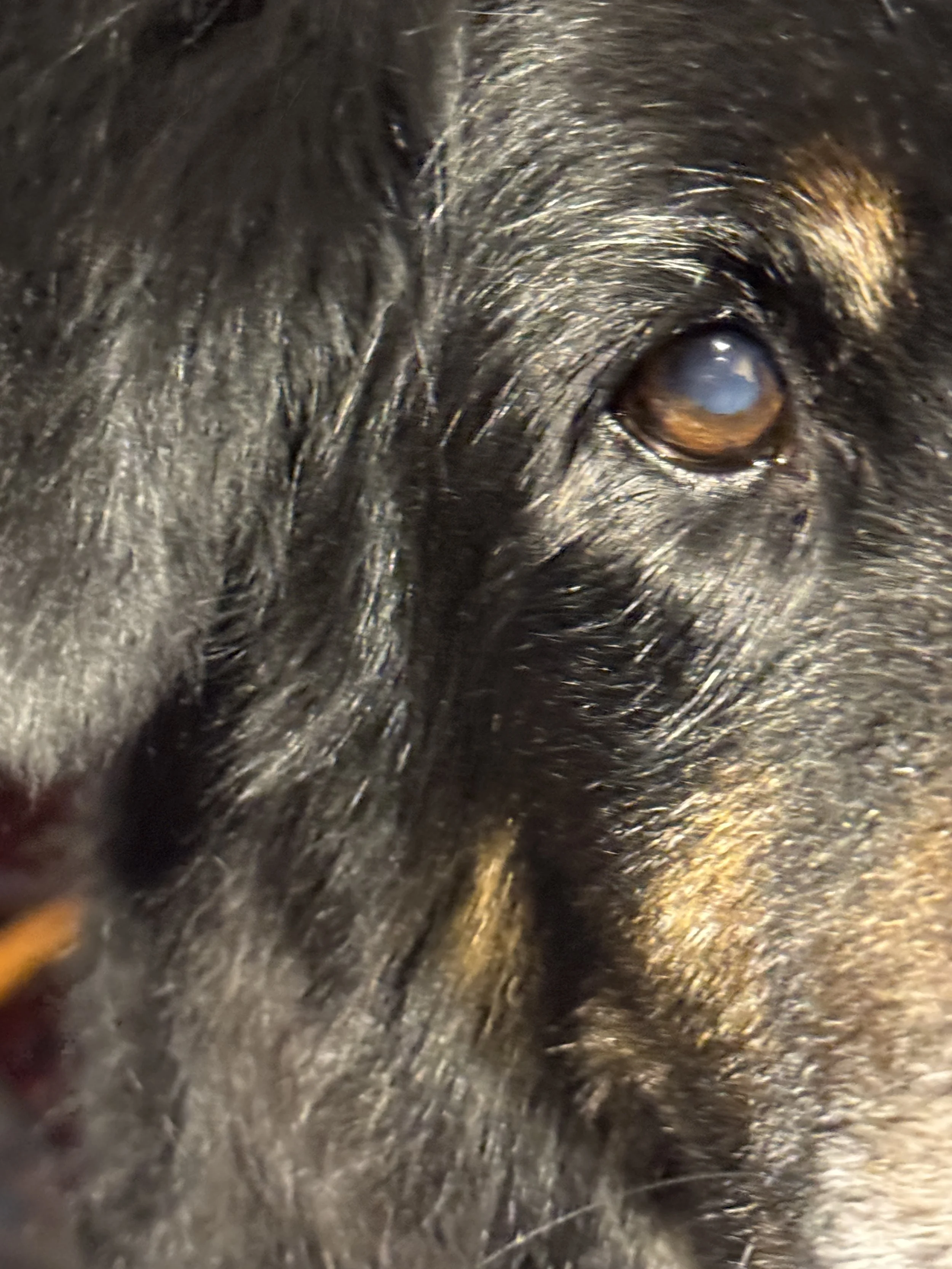 NOTICINGS: Not a dream