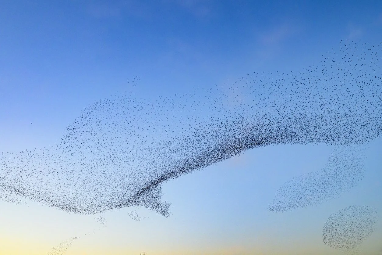 NOTICINGS: Leaderless Organizing