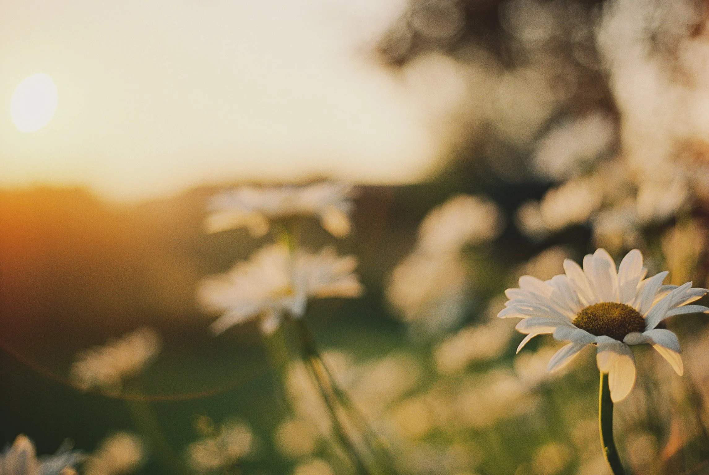 spring_flowers_2.jpg