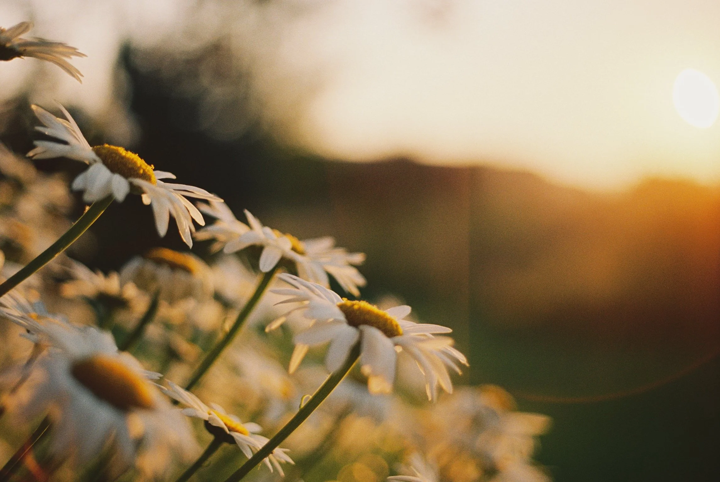 flowers-1.jpg