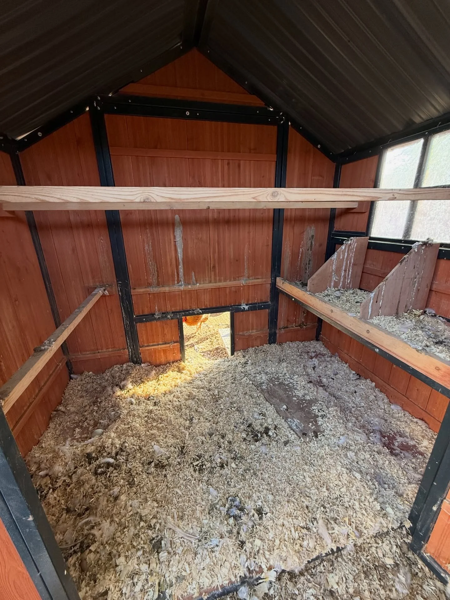 Wha a difference a cleaning from Tidy Coops can do!