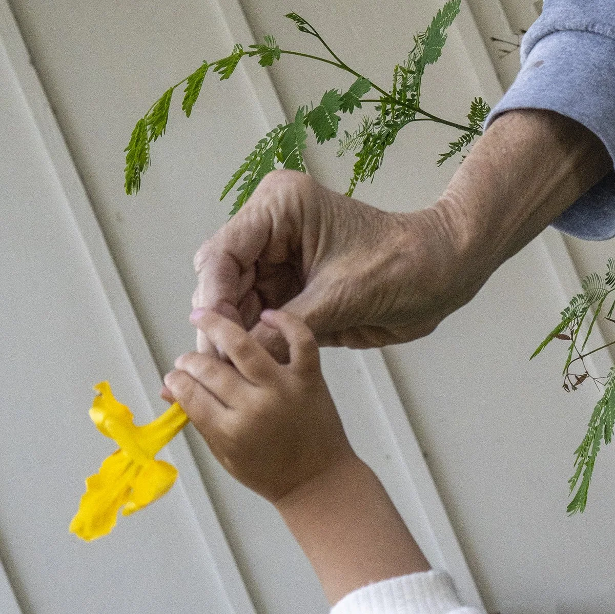 Giving a Yellow Flower copy.jpg