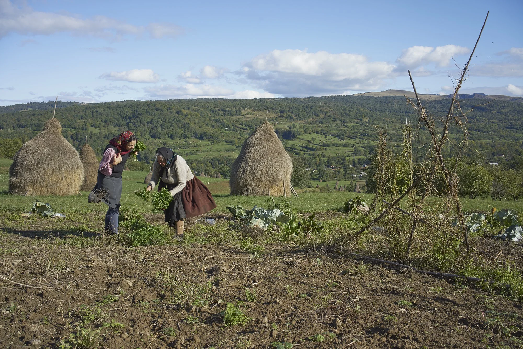 Gathering Produce.jpg