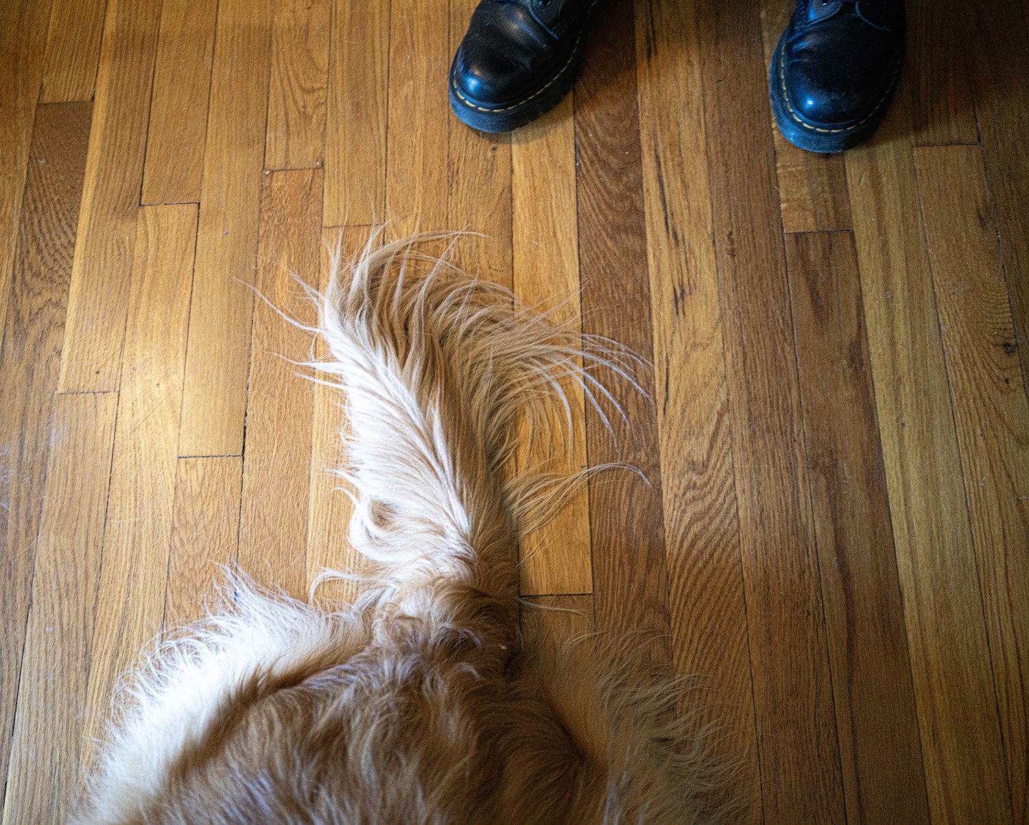 Tail with Shoes_DSC7791 copy.jpg
