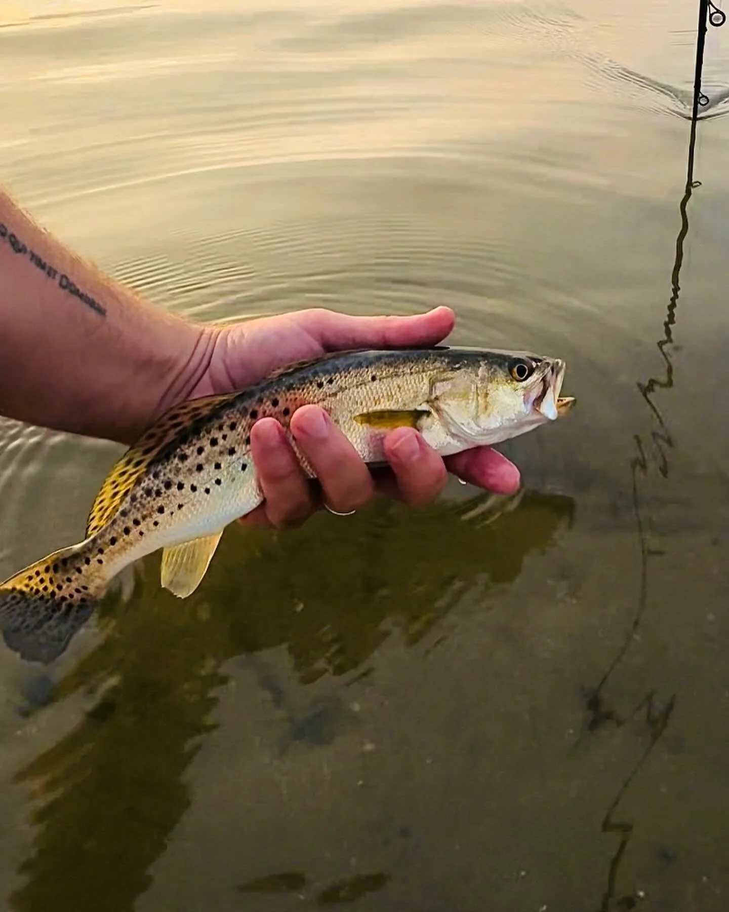 Even the little guys are 🔥 

#speckledtrout 
#wadefishing 
#earlymorning 
#saltwater 
#dirtyhandscleanmoney