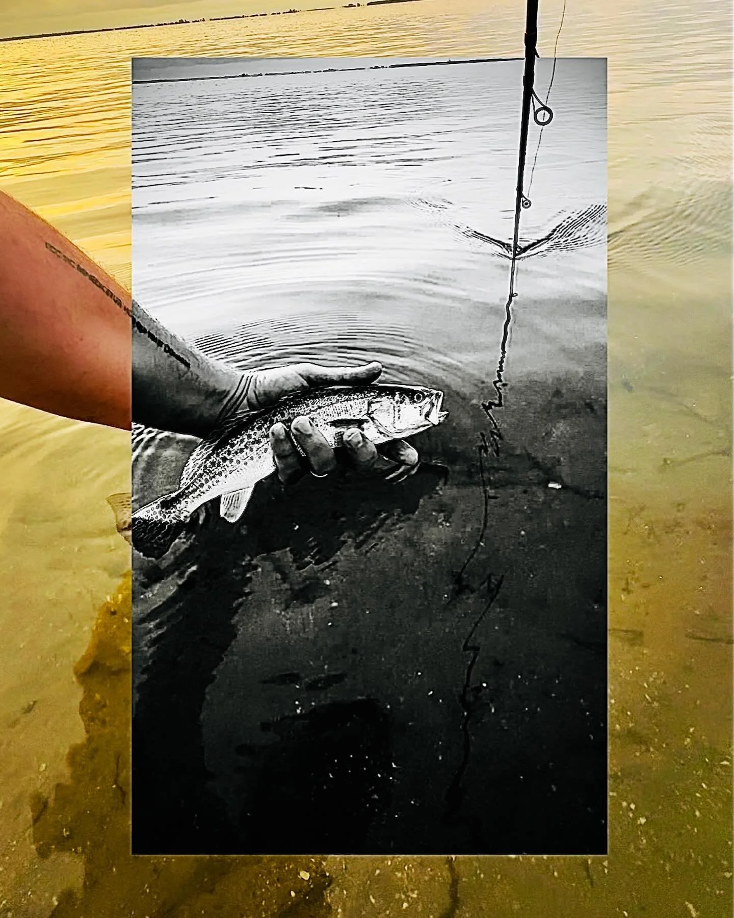Spotted/Speckled Seatrout - Cynoscion nebulosus

#tampabay
#wadefishing 
#earlymorning 
#tightlines