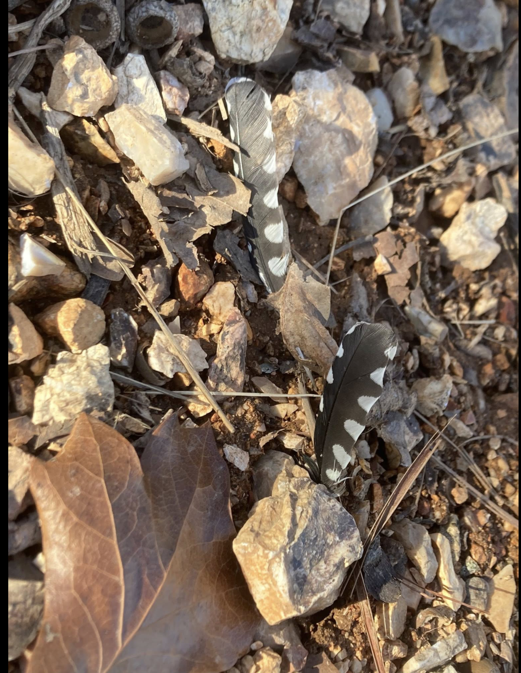 🌟 Energy Update - Frequency Upgrades 🌟