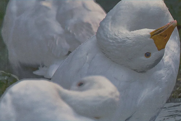 THE CHICKEN, THE GOOSE, AND THE GANDER — River Styx Magazine