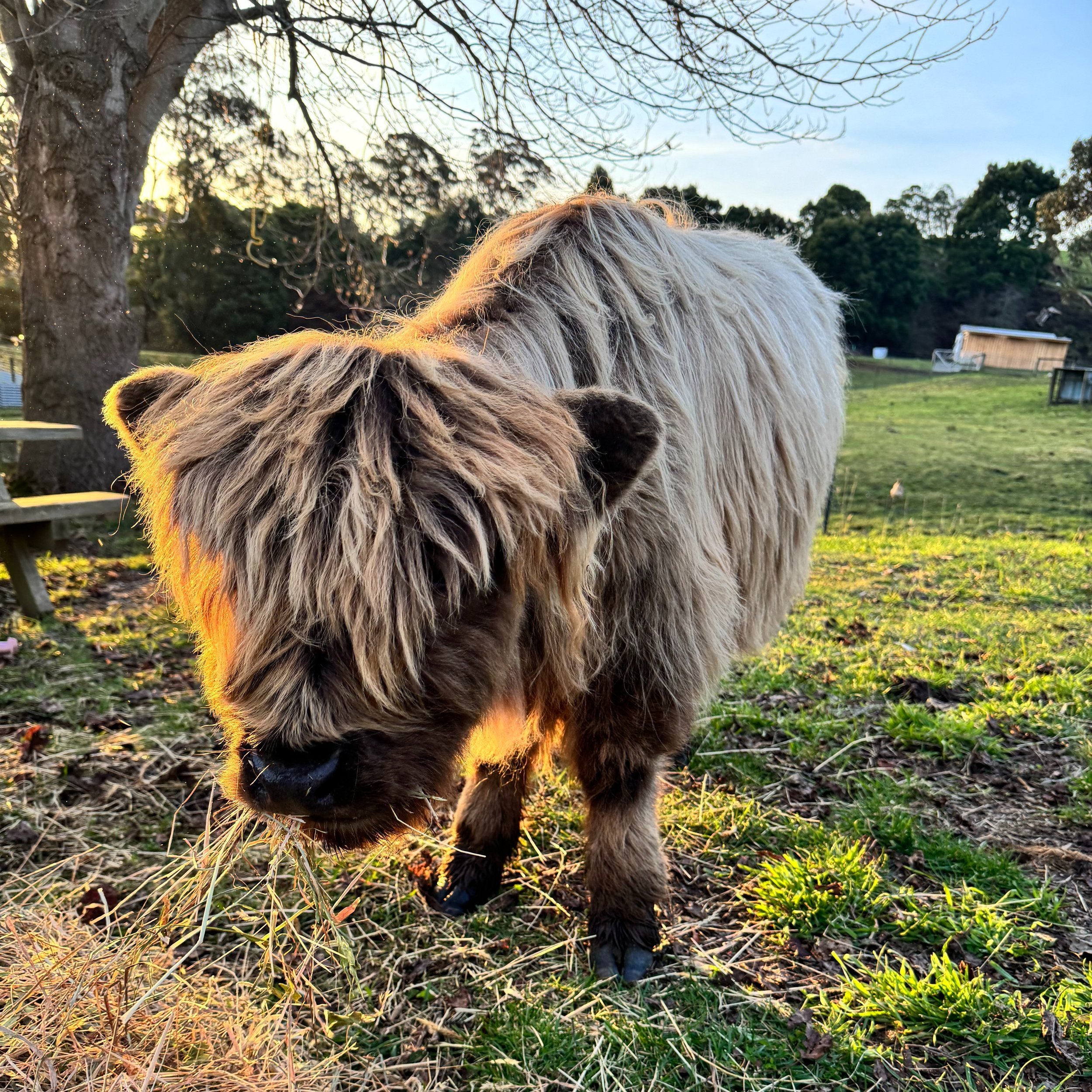 Cutie Pie - Dun Steer born 2023
