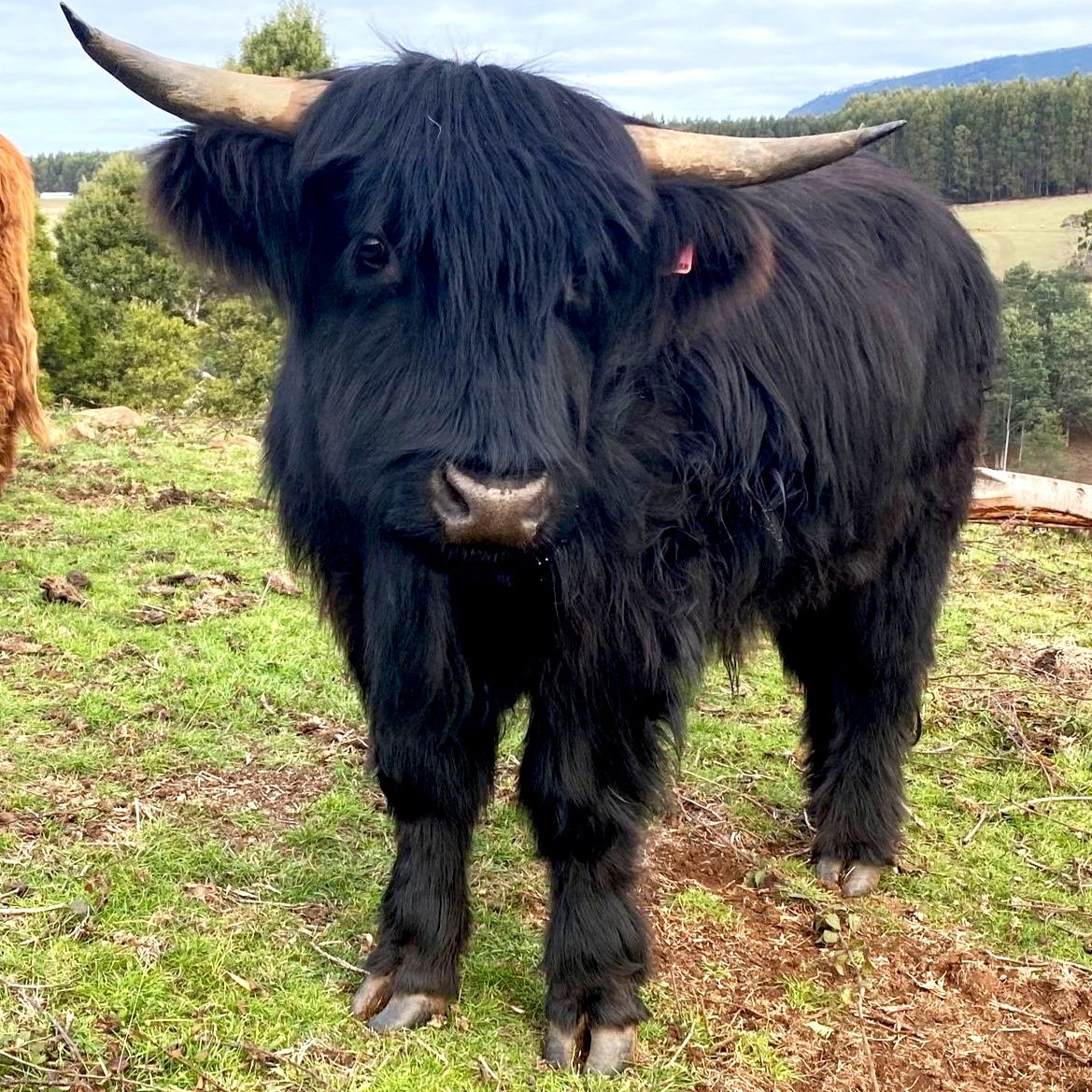 #10 - Black Steer born 2022