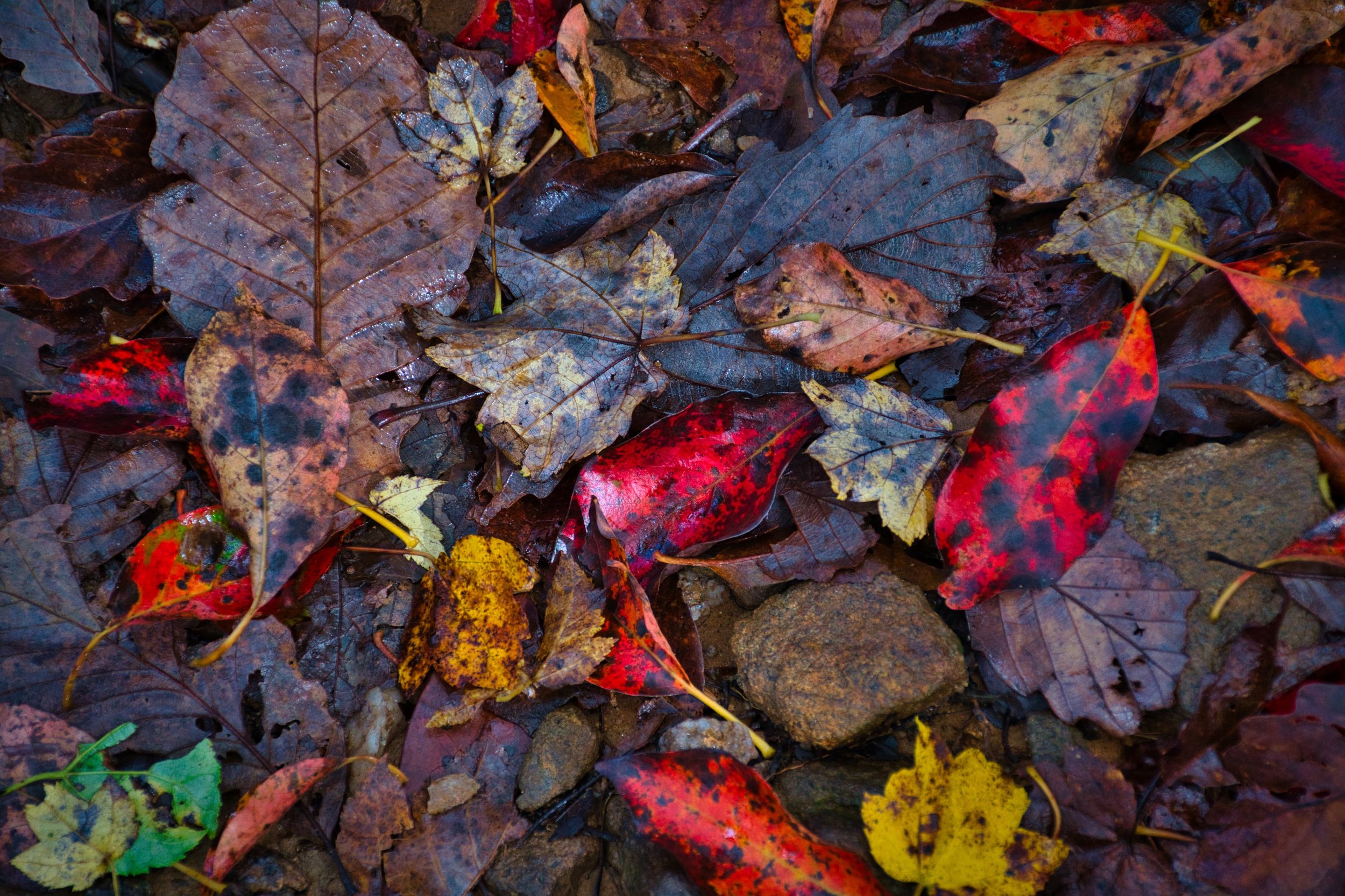 _DSC9878.jpeg