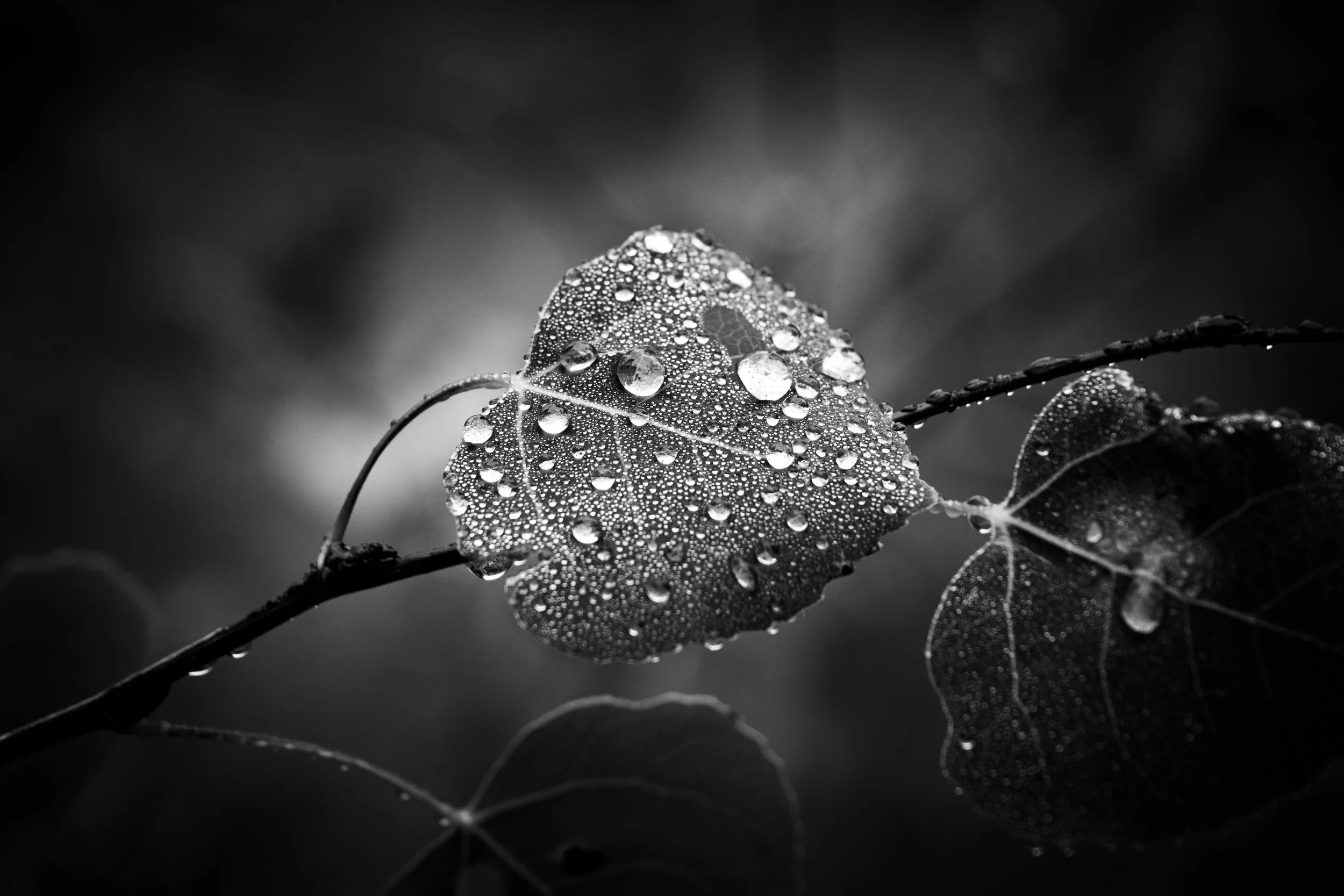 Rain, Rain, What a Day…